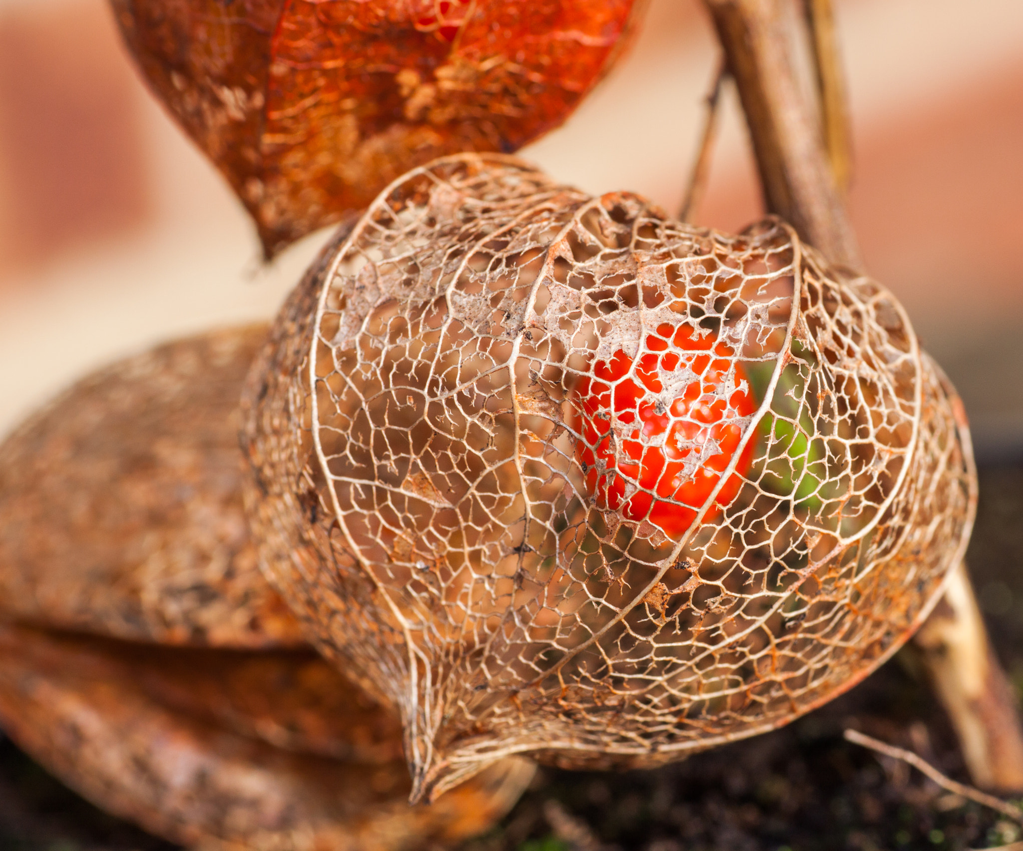 Canon EOS 50D + Sigma 70mm F2.8 EX DG Macro sample photo. Lacey lanterns photography