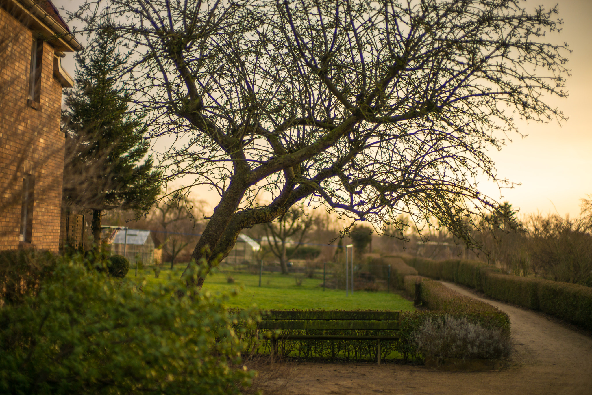Leica Noctilux-M 50mm F0.95 ASPH sample photo. Tree photography