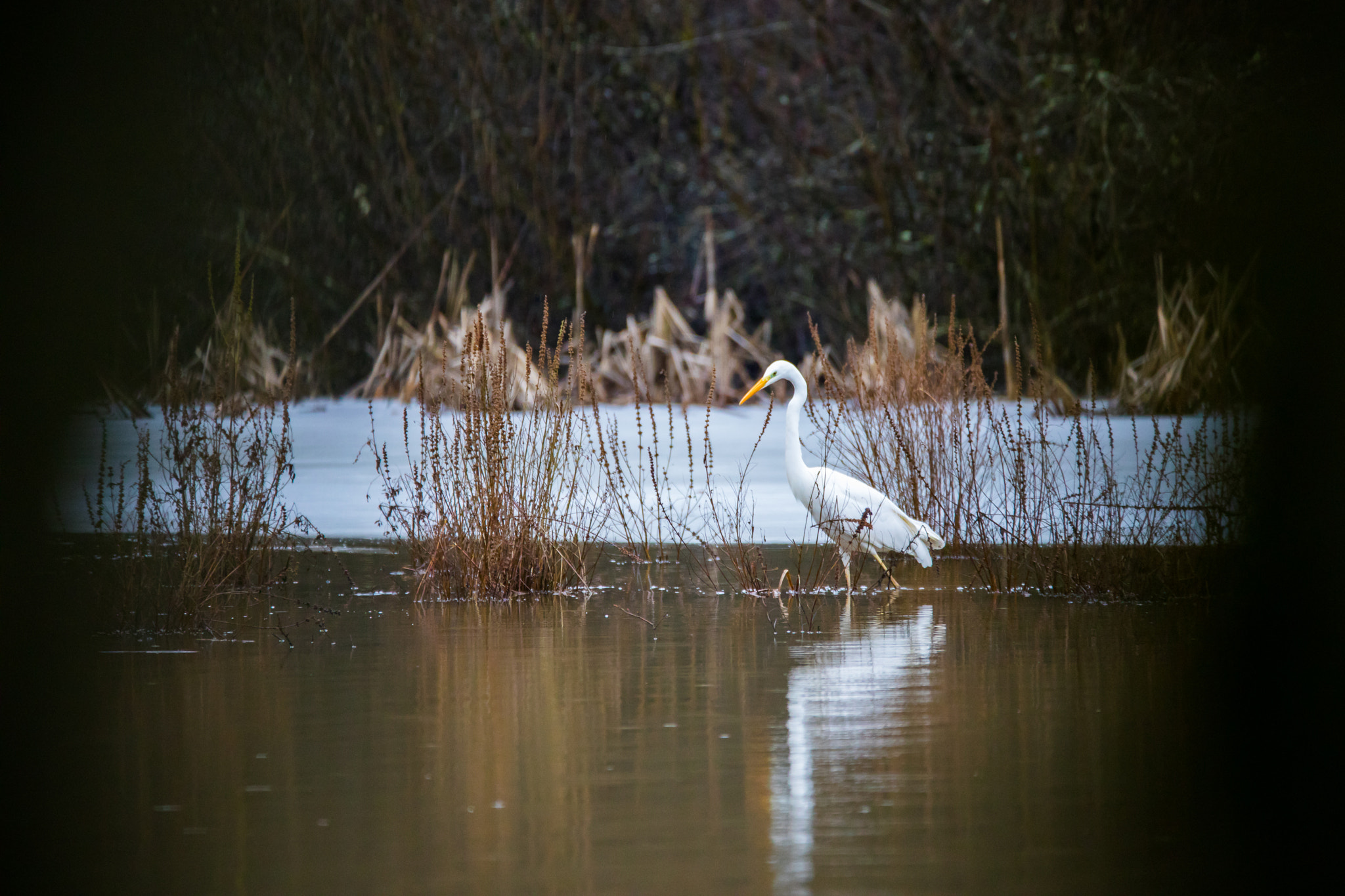 150-600mm F5-6.3 DG OS HSM | Contemporary 015 sample photo. Between the trees st photography
