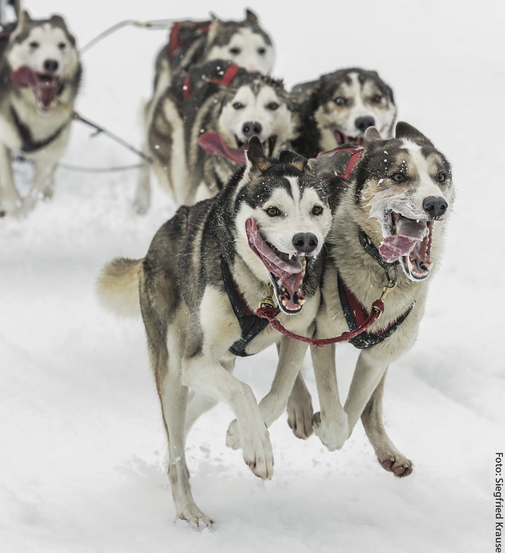 Canon EOS-1D X Mark II sample photo. Sled dog race photography