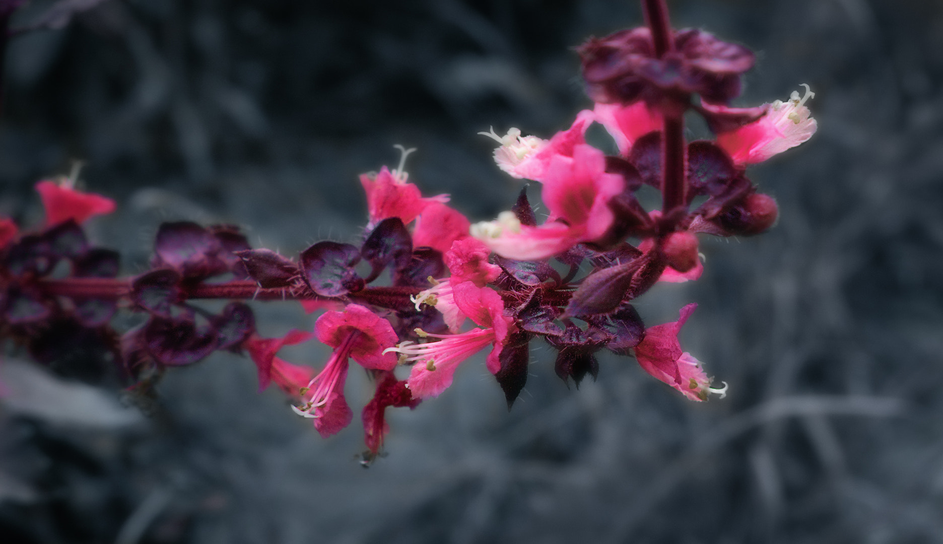 Olympus OM-D E-M5 II sample photo. Basil photography