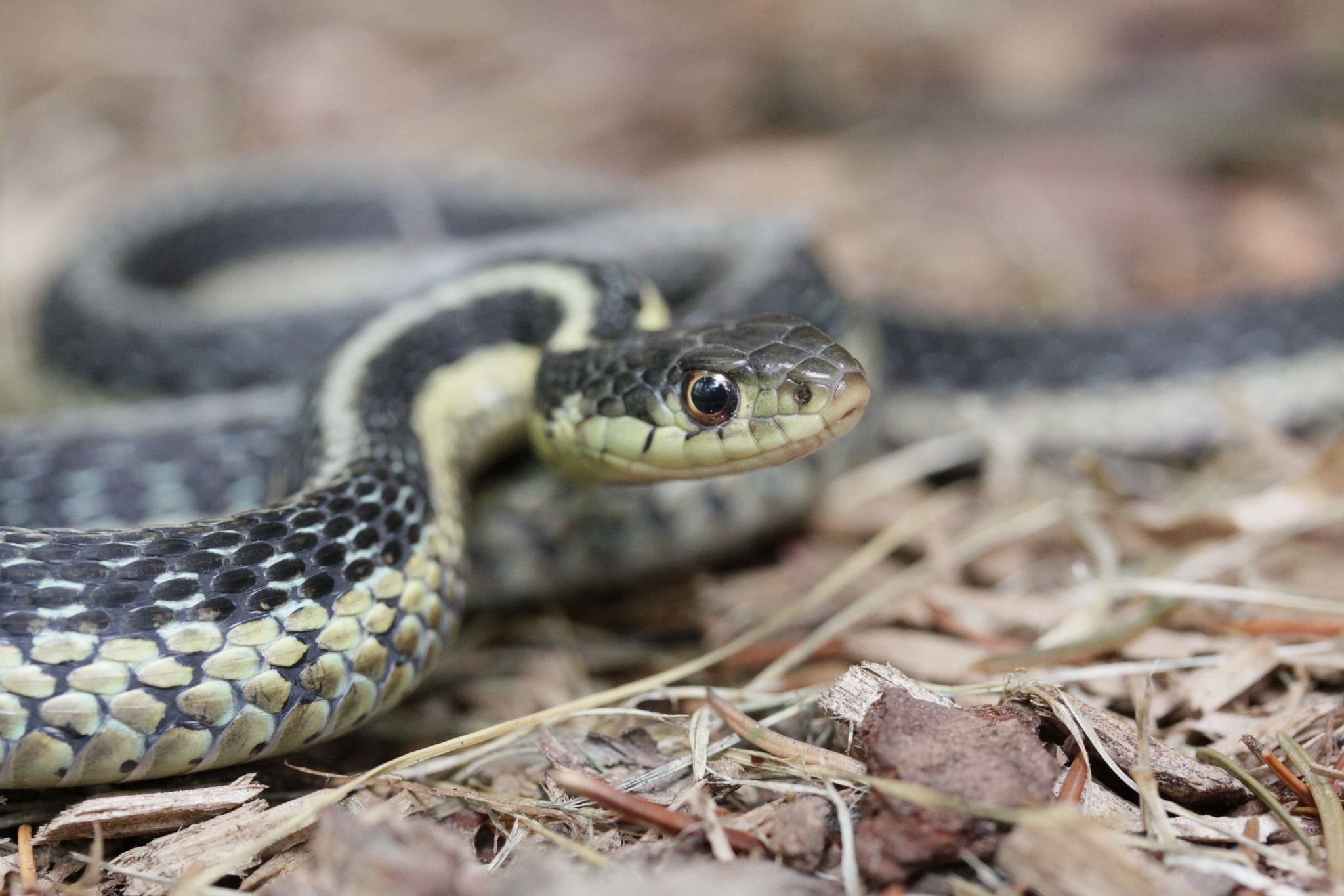 Canon EOS 50D sample photo. Common garter snake photography