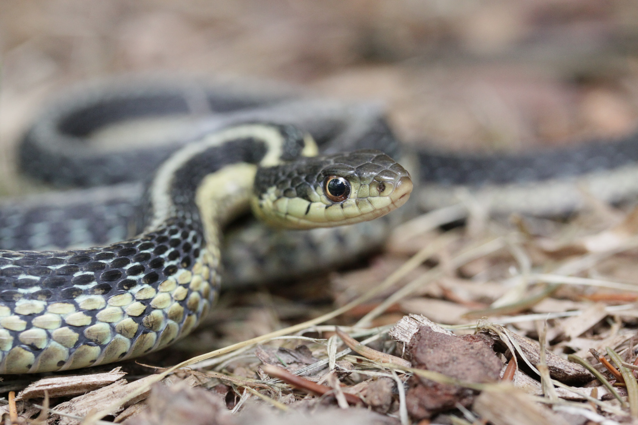 Canon EF-S 60mm F2.8 Macro USM sample photo. Common garter snake photography