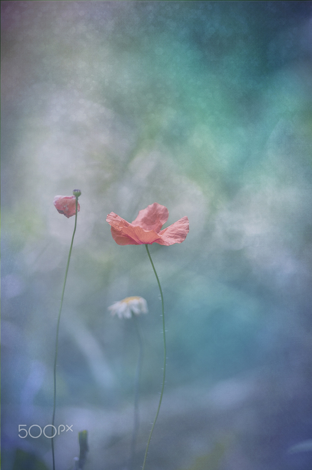 Sigma 105mm F2.8 EX DG OS HSM sample photo. Dancing in blue photography