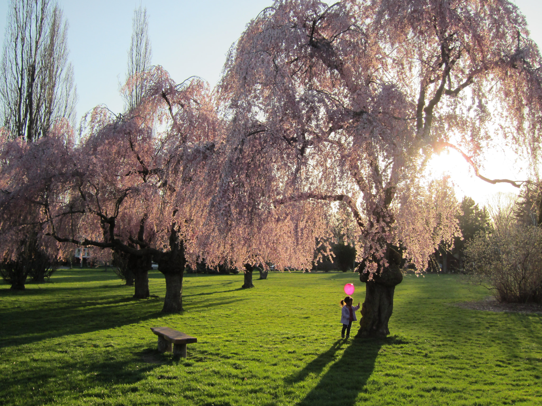 Canon PowerShot ELPH 500 HS (IXUS 310 HS / IXY 31S) sample photo. Balloon and cherry blossoms photography