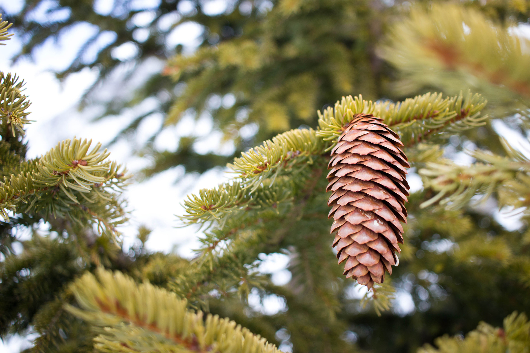 Canon EF-S 24mm F2.8 STM sample photo. Pine cone photography