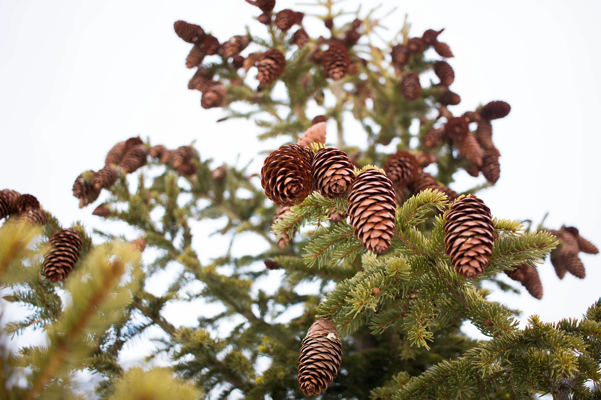 Canon EF-S 24mm F2.8 STM sample photo. Pine cones photography