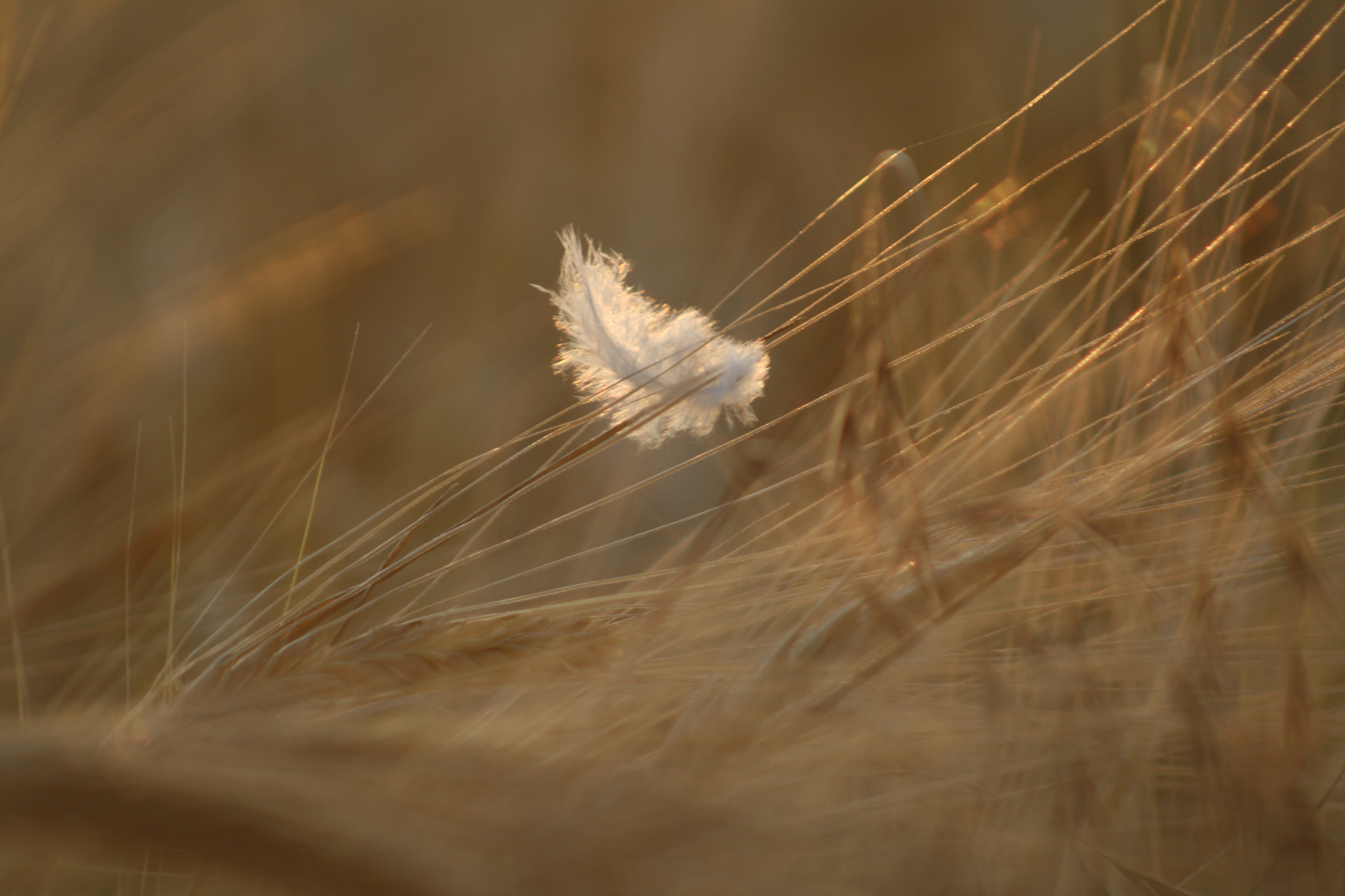 Canon EF 75-300mm f/4-5.6 USM sample photo. Nature photography