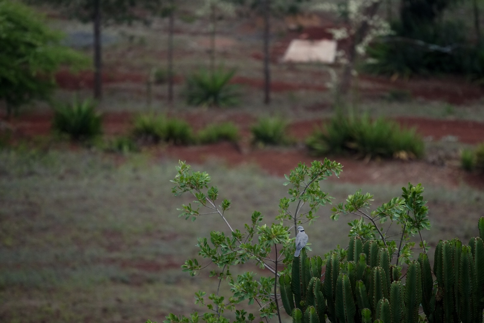 Sony FE 70-300mm F4.5-5.6 G OSS sample photo