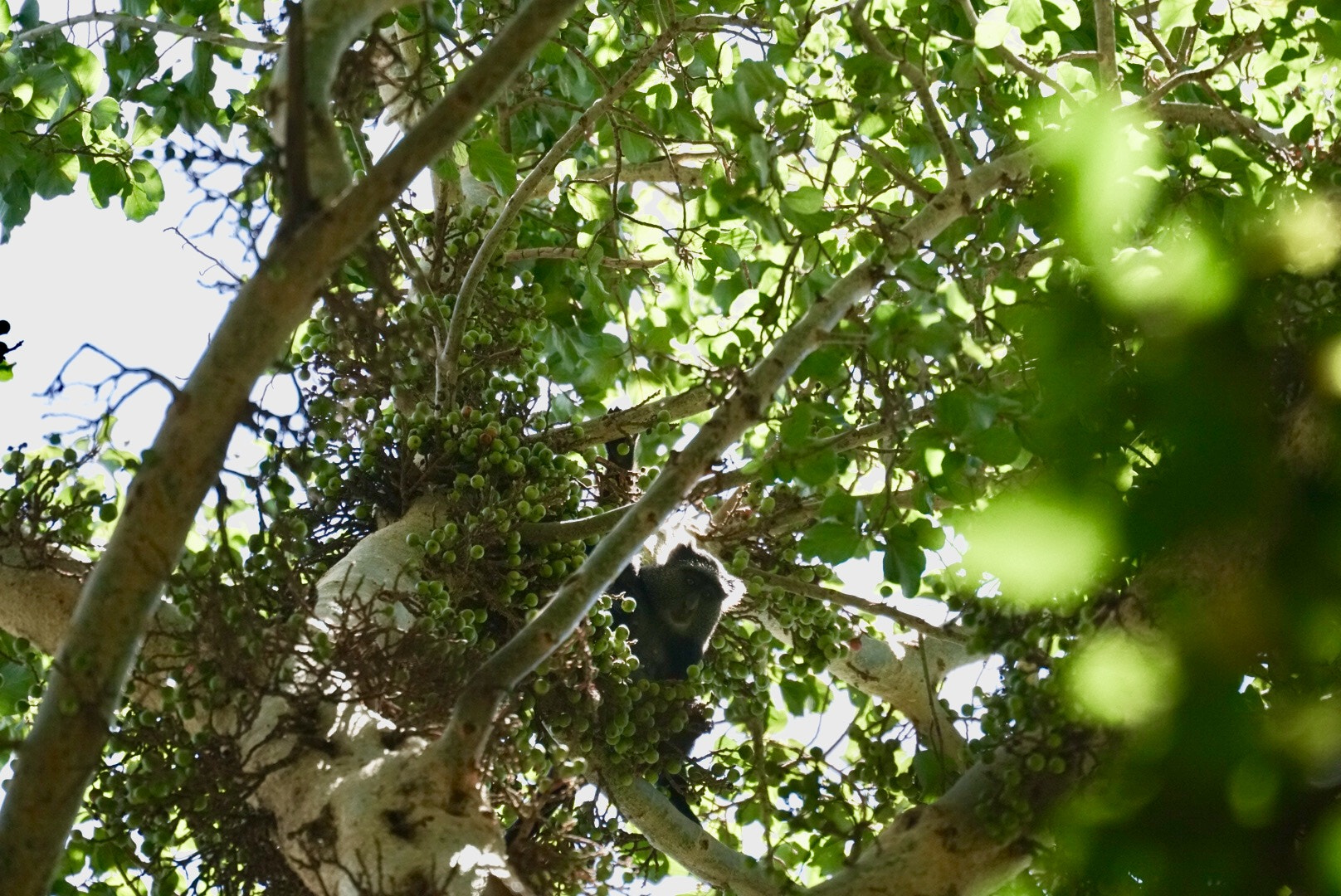 Sony FE 70-300mm F4.5-5.6 G OSS sample photo
