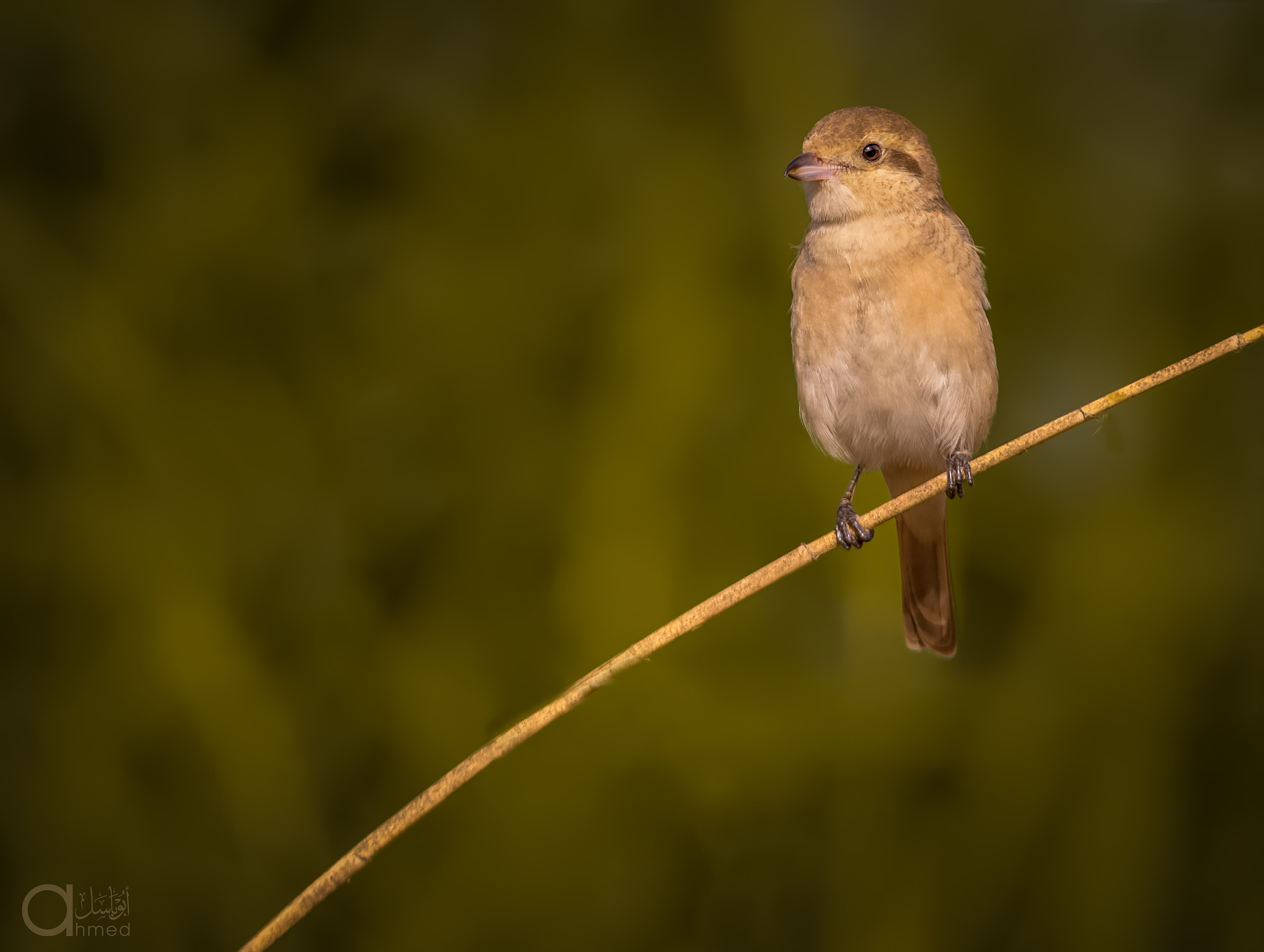 Sigma 150-600mm F5-6.3 DG OS HSM | S sample photo