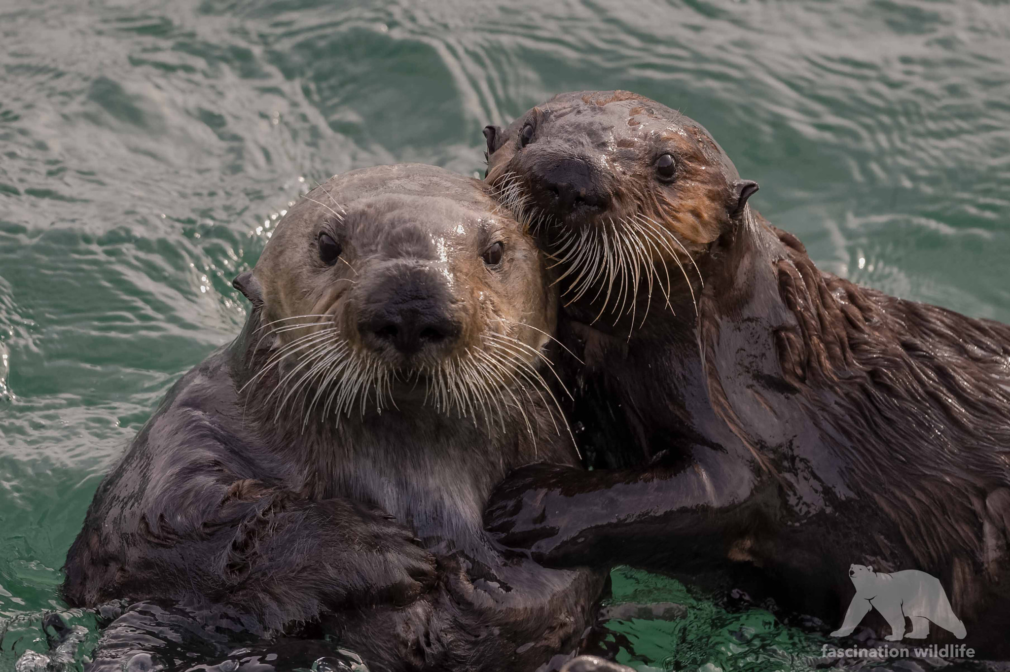 Nikon D4S sample photo. Sea otter with pup photography