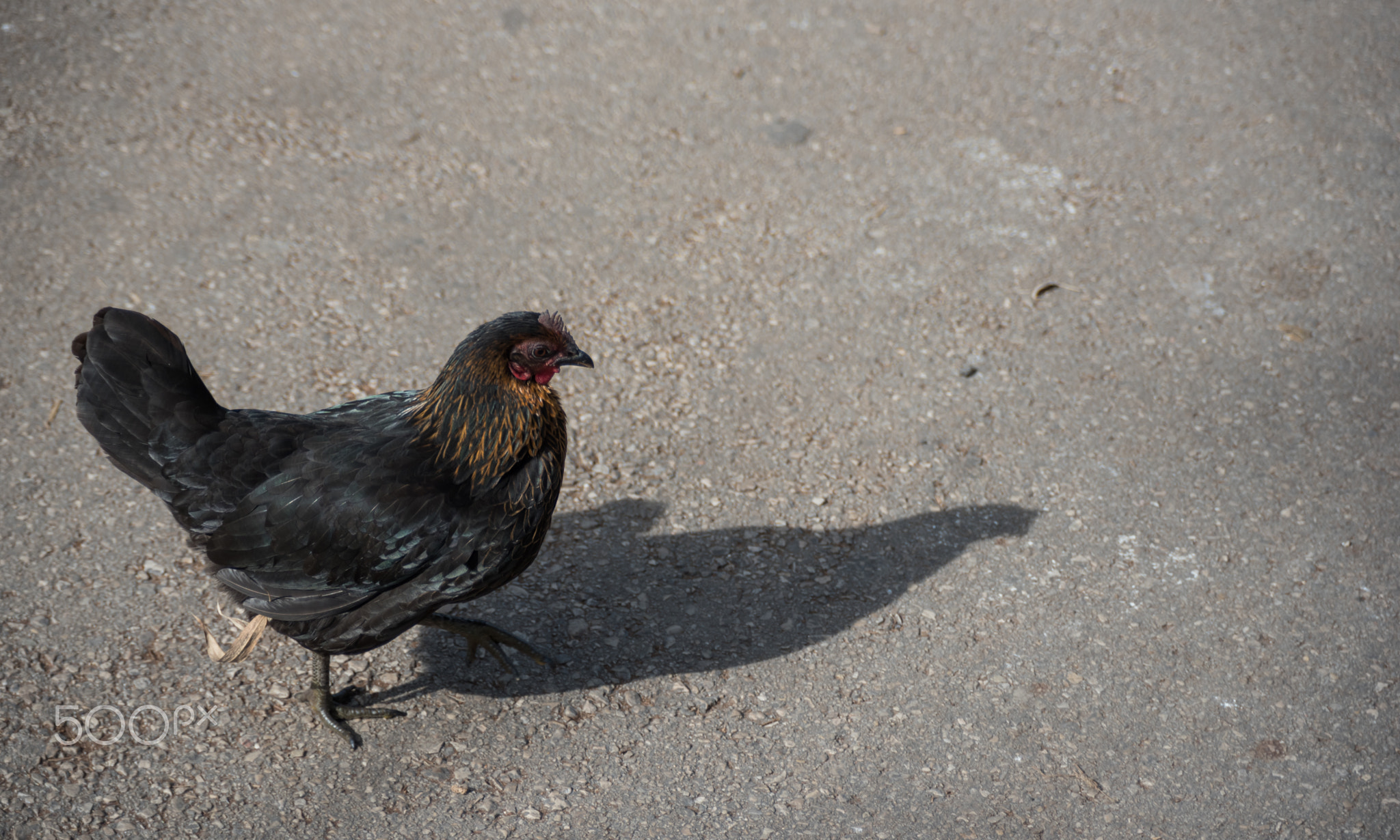 Is that really my chicken shadow?