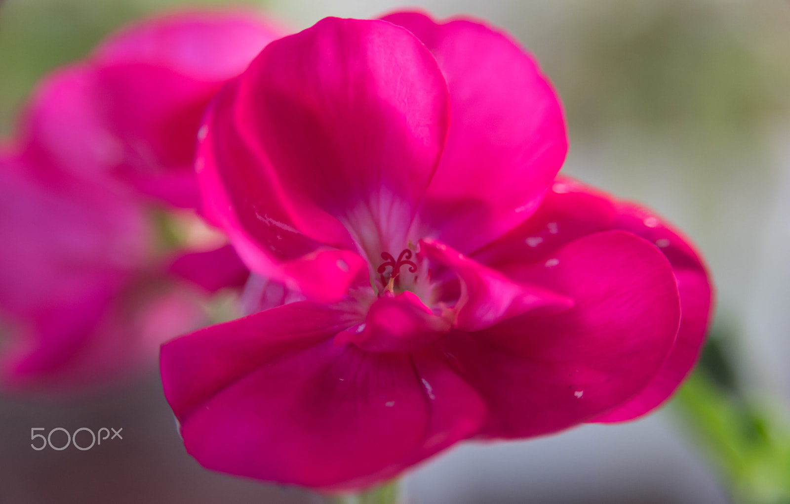 AF Zoom-Nikkor 28-105mm f/3.5-4.5D IF sample photo. Rosy geranium photography