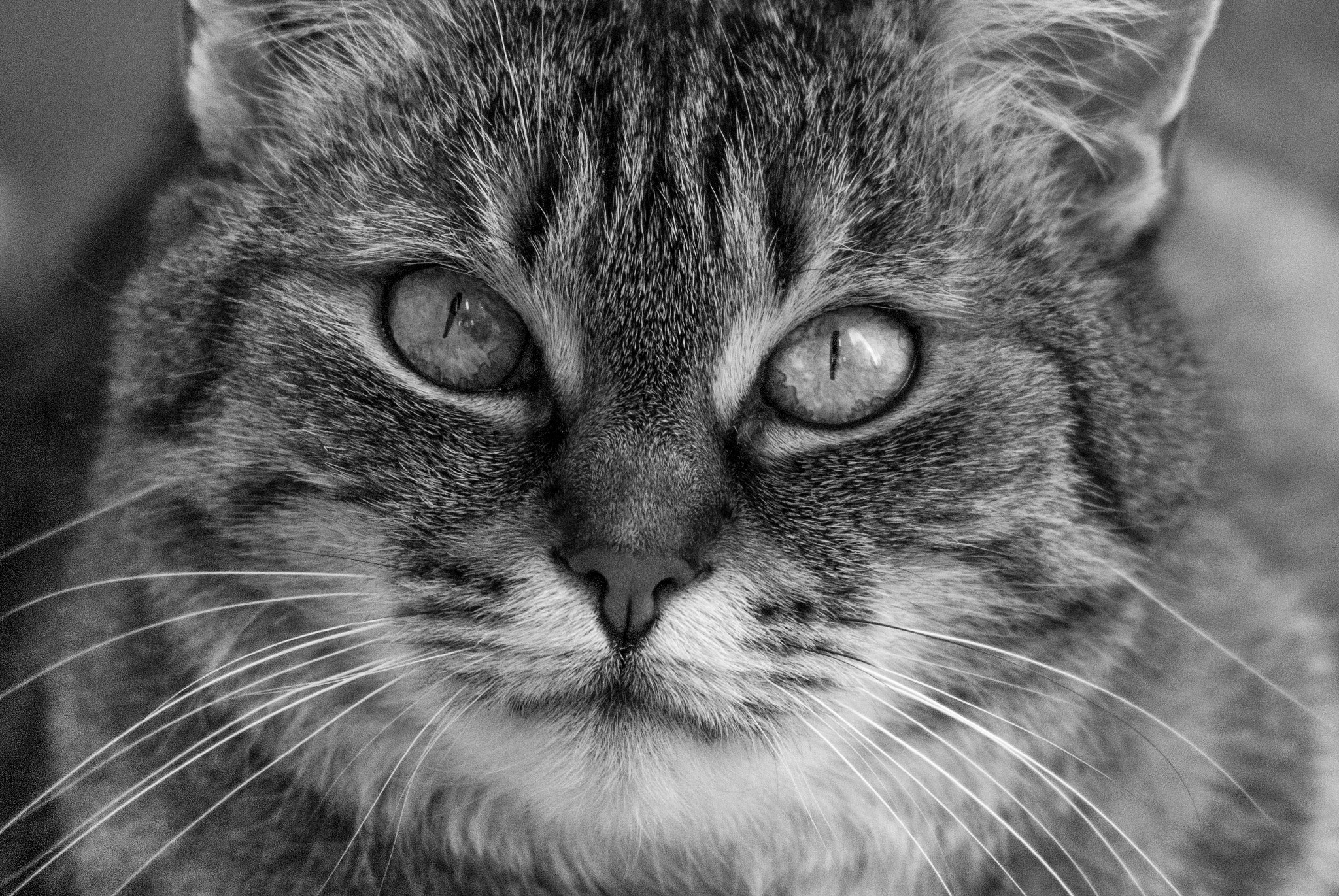 Nikon D80 + AF Nikkor 70-210mm f/4-5.6D sample photo. In her eyes photography