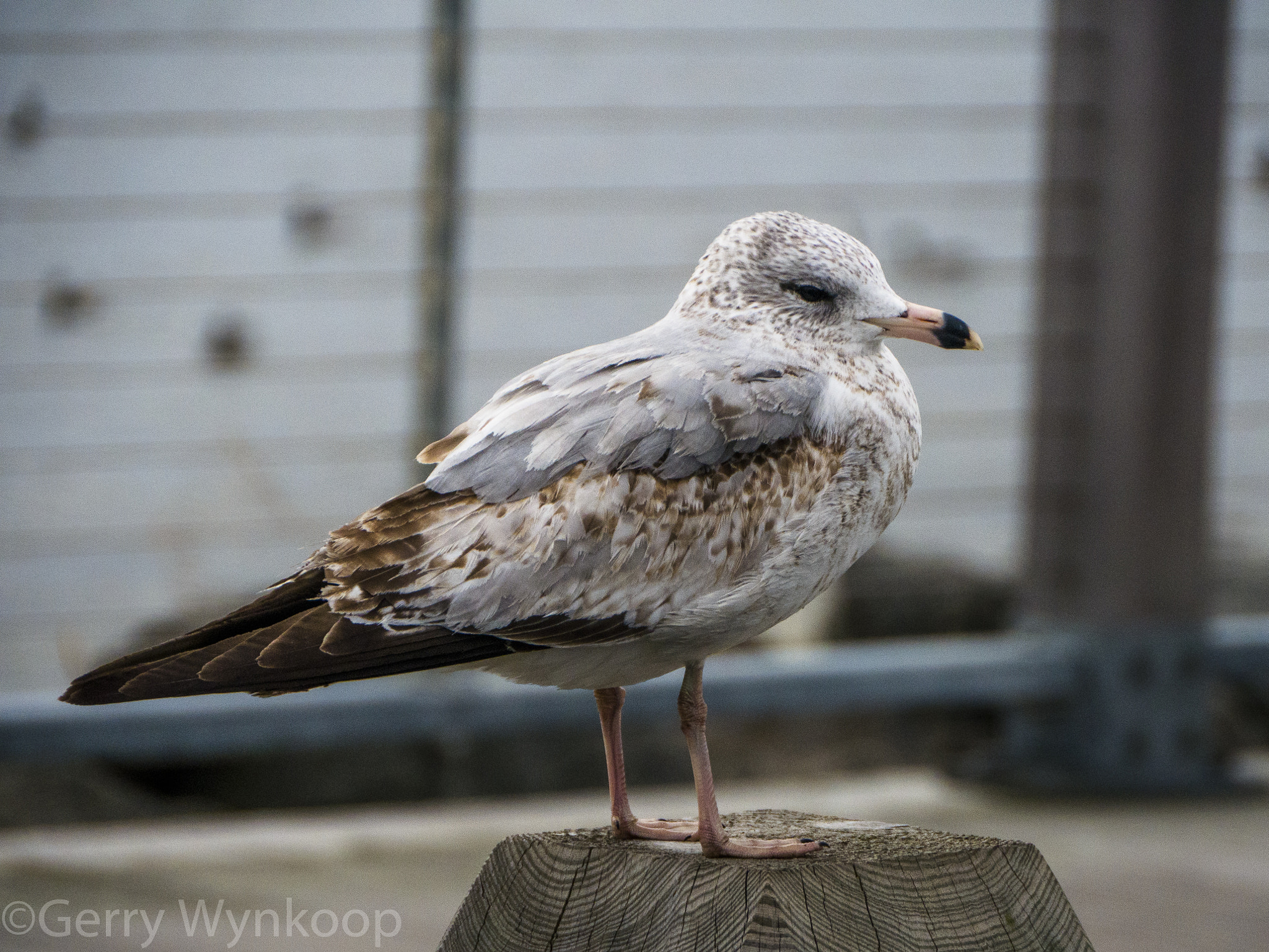 Panasonic Lumix DMC-GX7 sample photo. _1070713.jpg photography