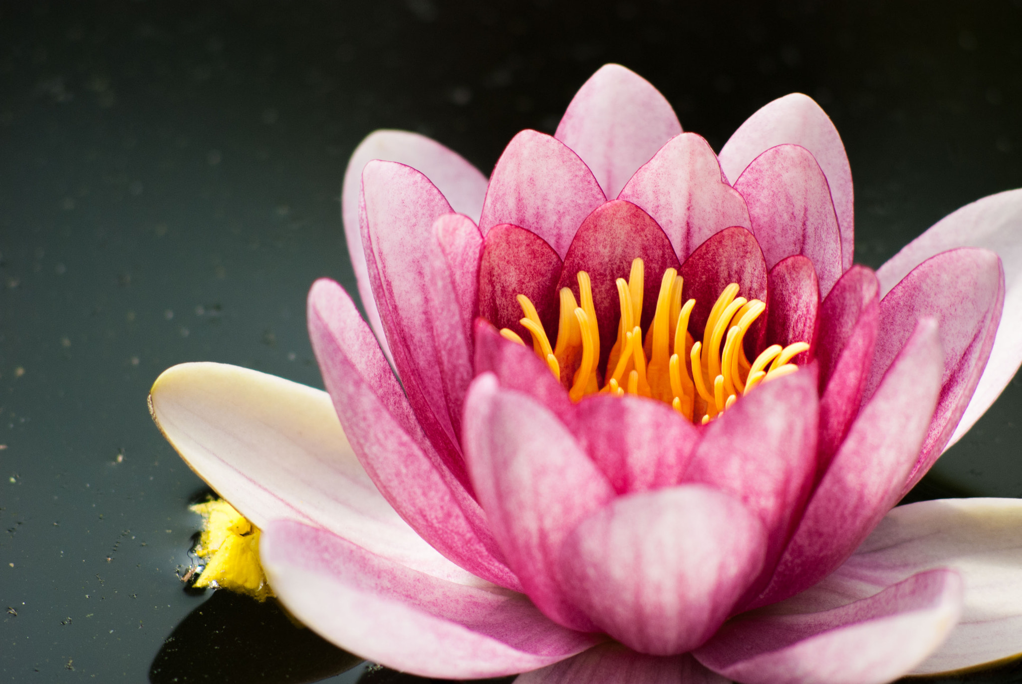 Nikon D80 + AF Nikkor 70-210mm f/4-5.6D sample photo. Lotus photography