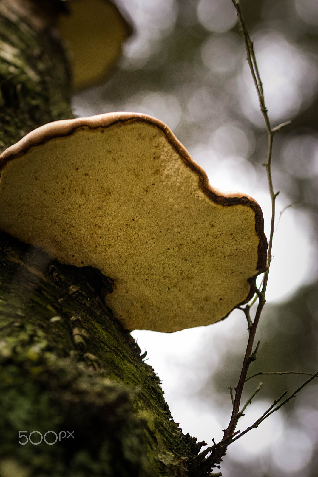 Sigma 105mm F2.8 EX DG OS HSM sample photo. Fungi photography