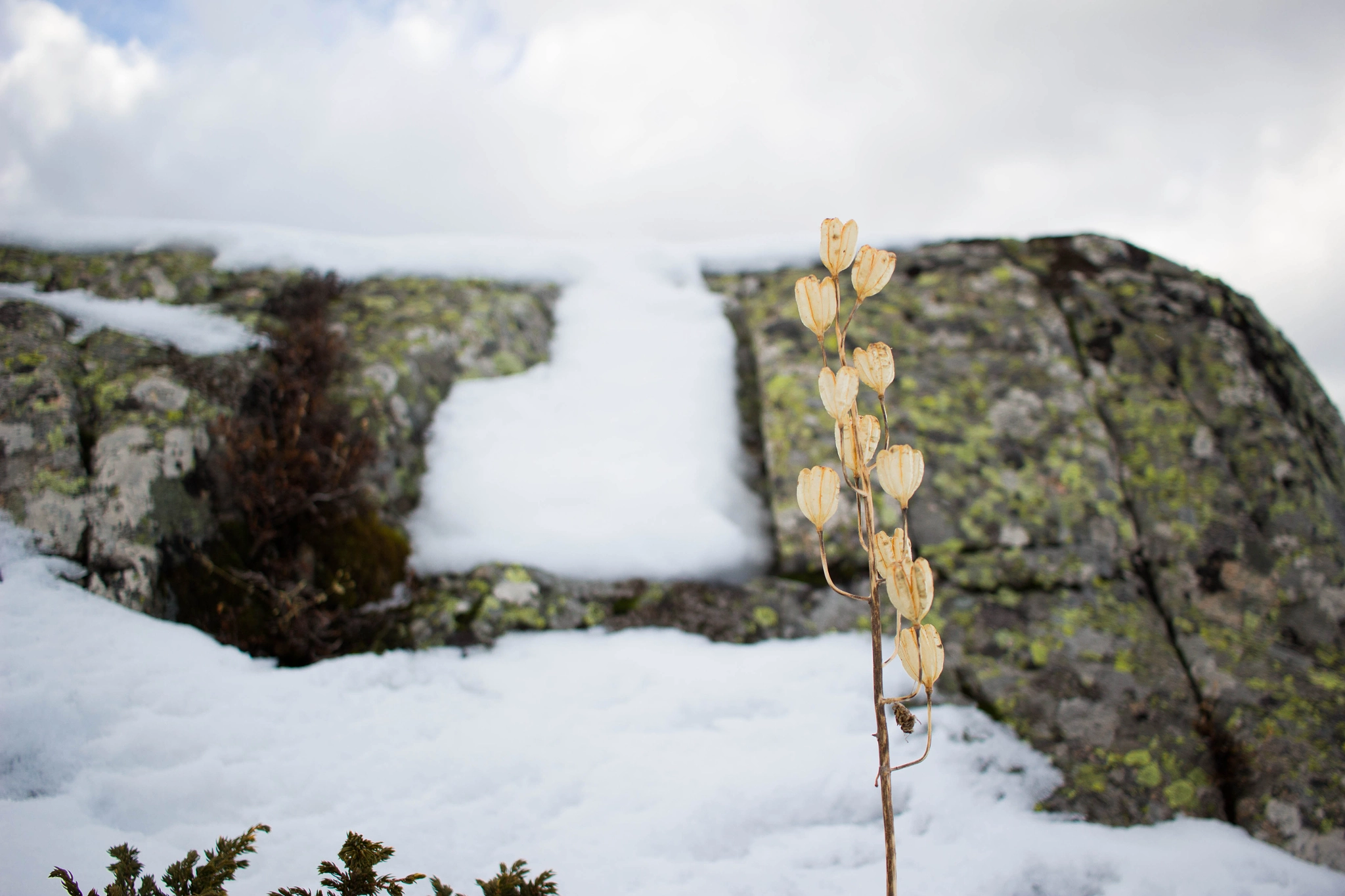Canon EF-S 24mm F2.8 STM sample photo. Fleur des neiges photography