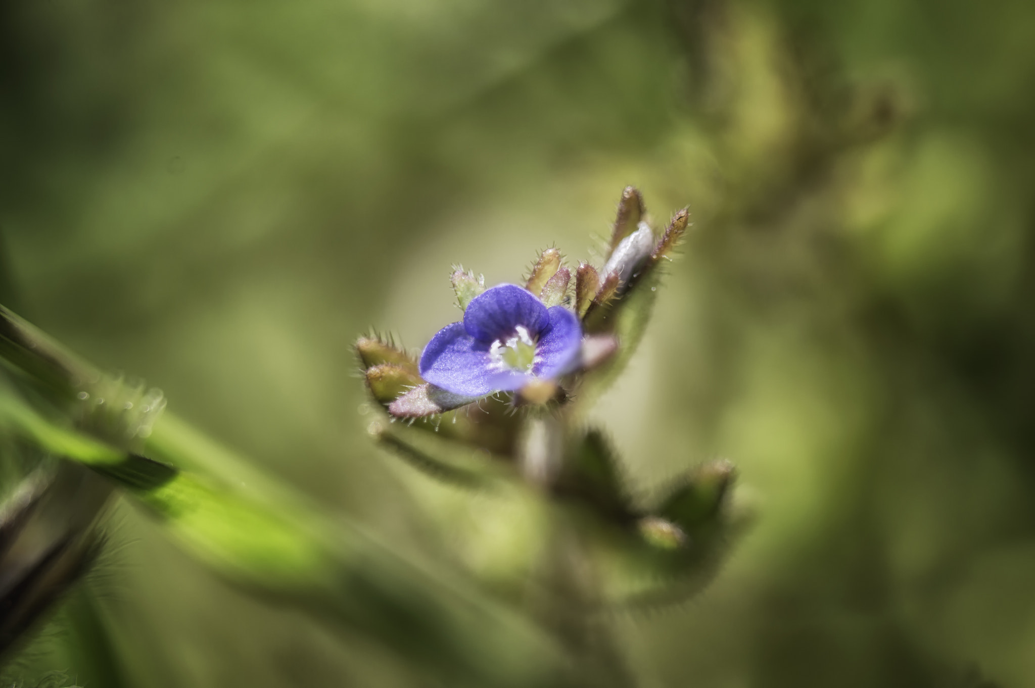 Nikon D3200 sample photo. Tiny purple photography