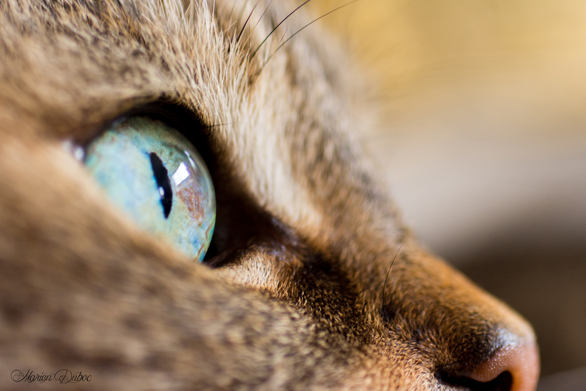 Nikon D7200 + Sigma 50mm F2.8 EX DG Macro sample photo. Blue eyes photography