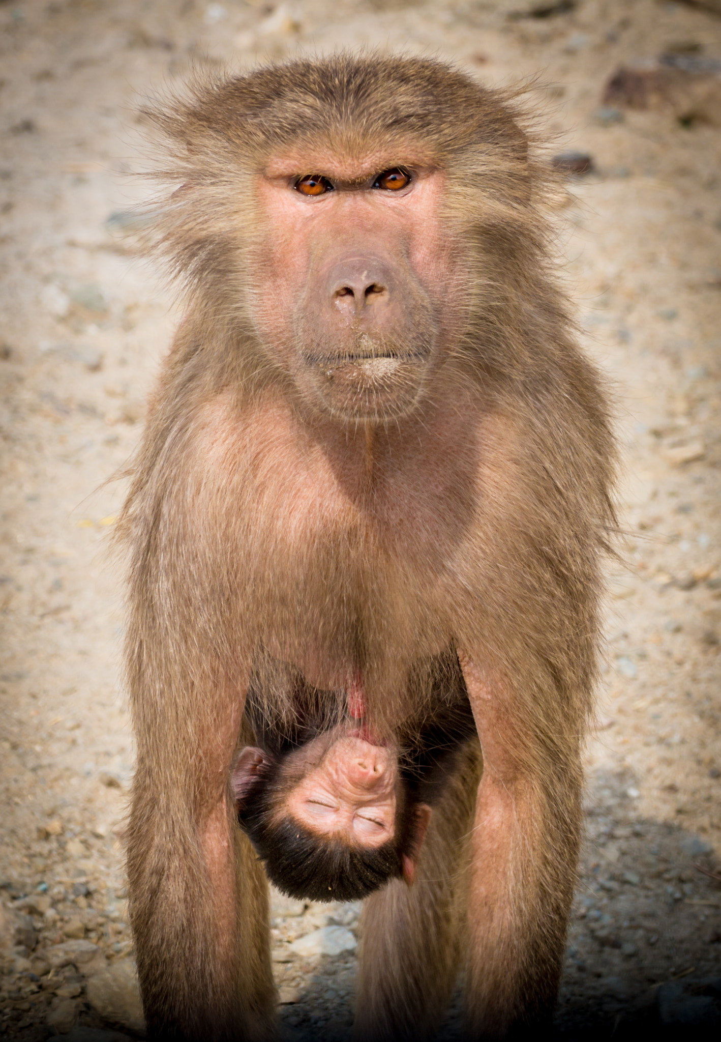 Canon EOS 70D + Tamron SP 35mm F1.8 Di VC USD sample photo. Protective mama! photography