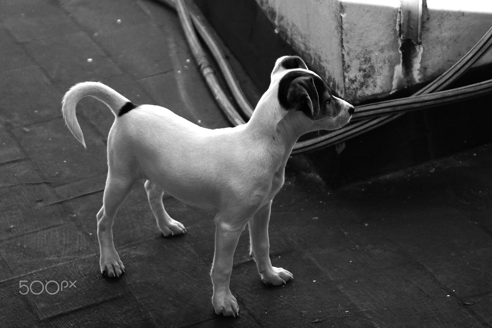 Canon EOS 500D (EOS Rebel T1i / EOS Kiss X3) sample photo. Obi wan kenobi lópez photography