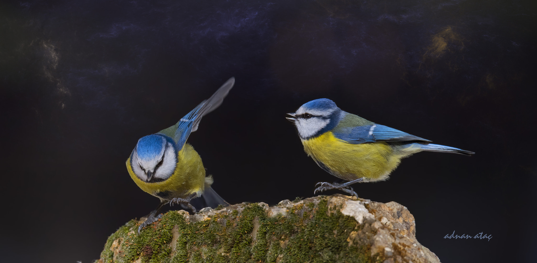 Sigma 150-600mm F5-6.3 DG OS HSM | S sample photo. Mavi baştankara - eurasian blue tit - cyanistes caeruleus photography