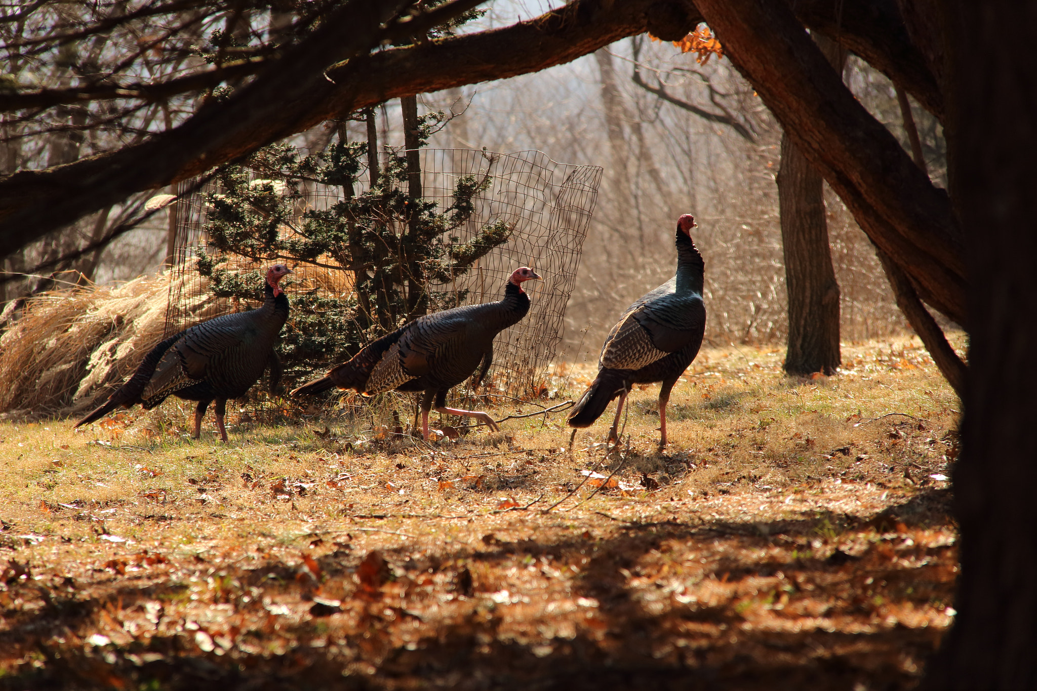 Canon EOS 100D (EOS Rebel SL1 / EOS Kiss X7) sample photo. Wild turkeys, fort wayne, indiana, usa photography