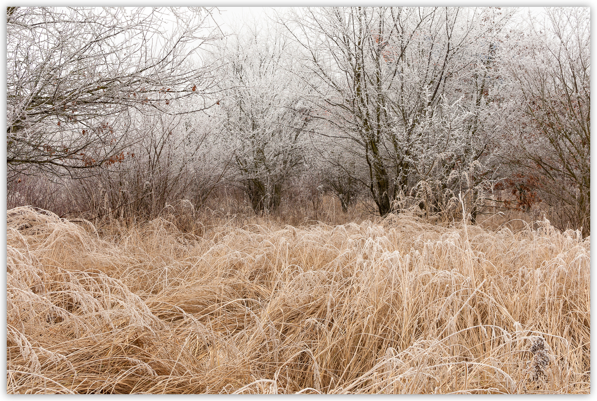 Nikon D300S + Nikon AF-S DX Nikkor 35mm F1.8G sample photo. Pulled to the ground photography