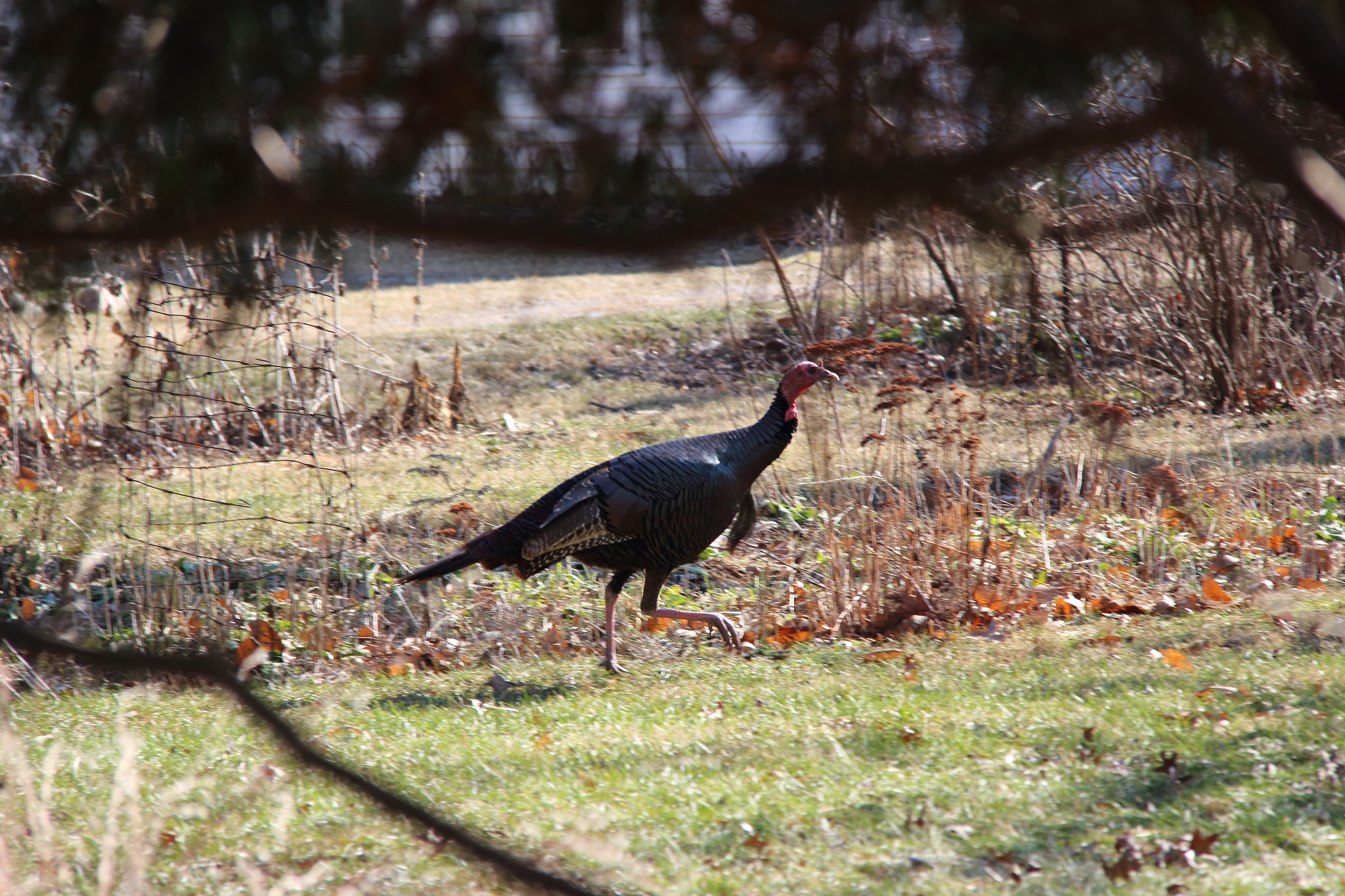 Canon EOS 100D (EOS Rebel SL1 / EOS Kiss X7) + Canon EF-S 18-200mm F3.5-5.6 IS sample photo. Eastern wild turkey, fort wayne, indiana, usa photography