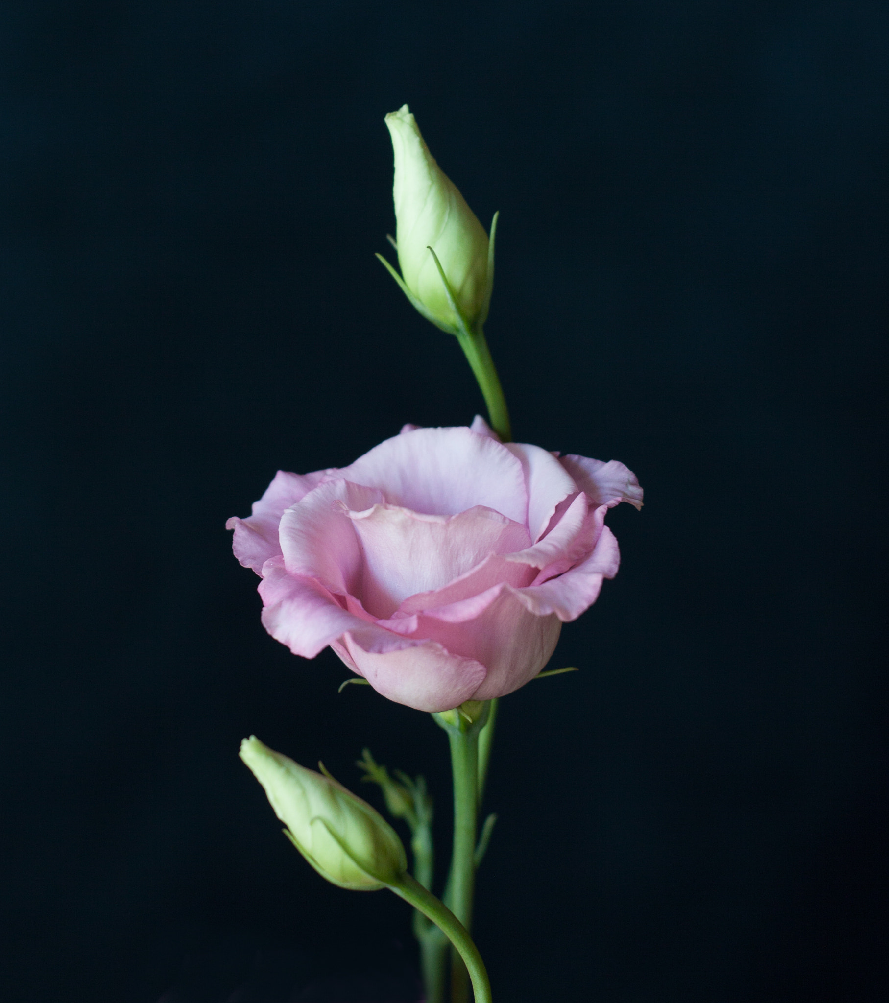 Canon EF 35-80mm f/4-5.6 sample photo. Cara bonita photography