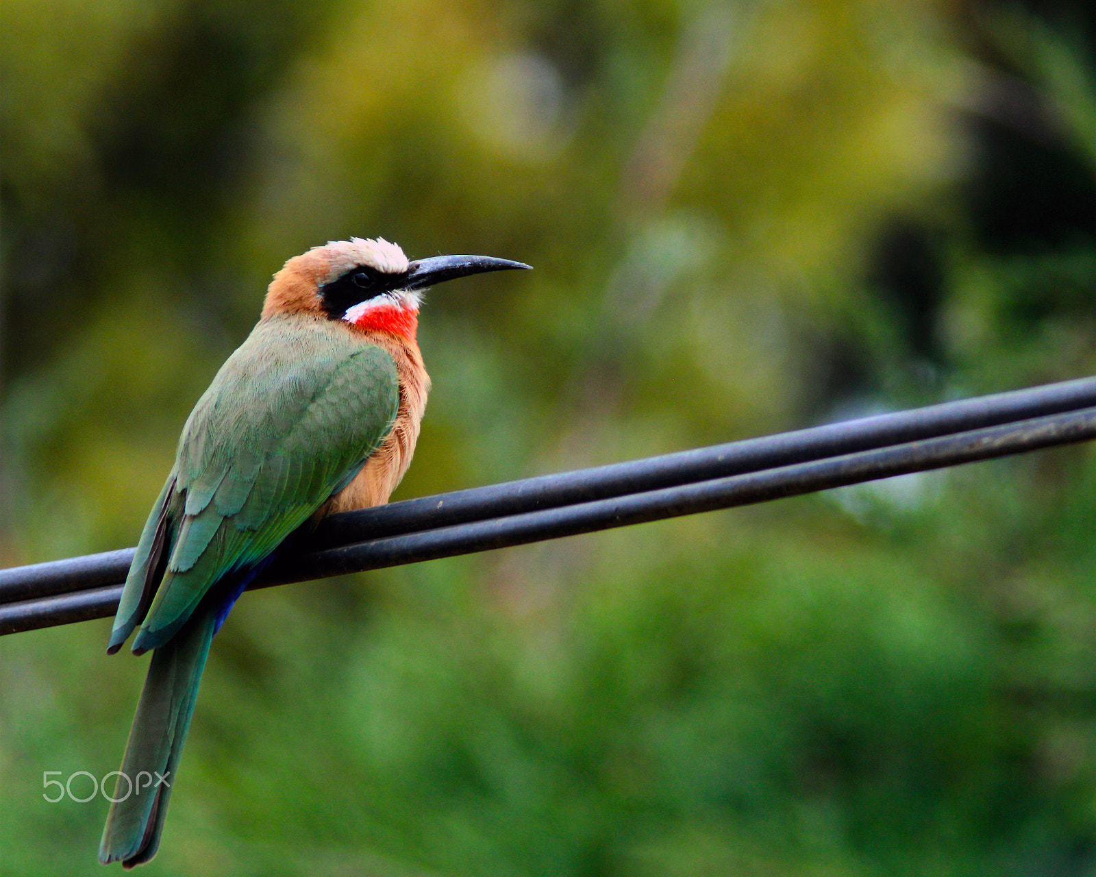 Canon EF 75-300mm F4.0-5.6 IS USM sample photo. Great white-fronted bee eater photography