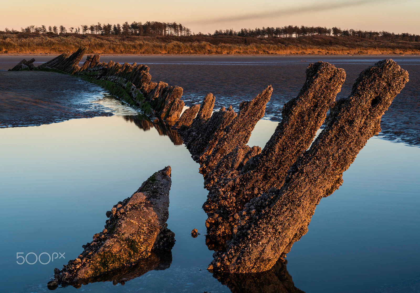 Nikon D800E + AF Micro-Nikkor 60mm f/2.8 sample photo. Lit up by sunset photography