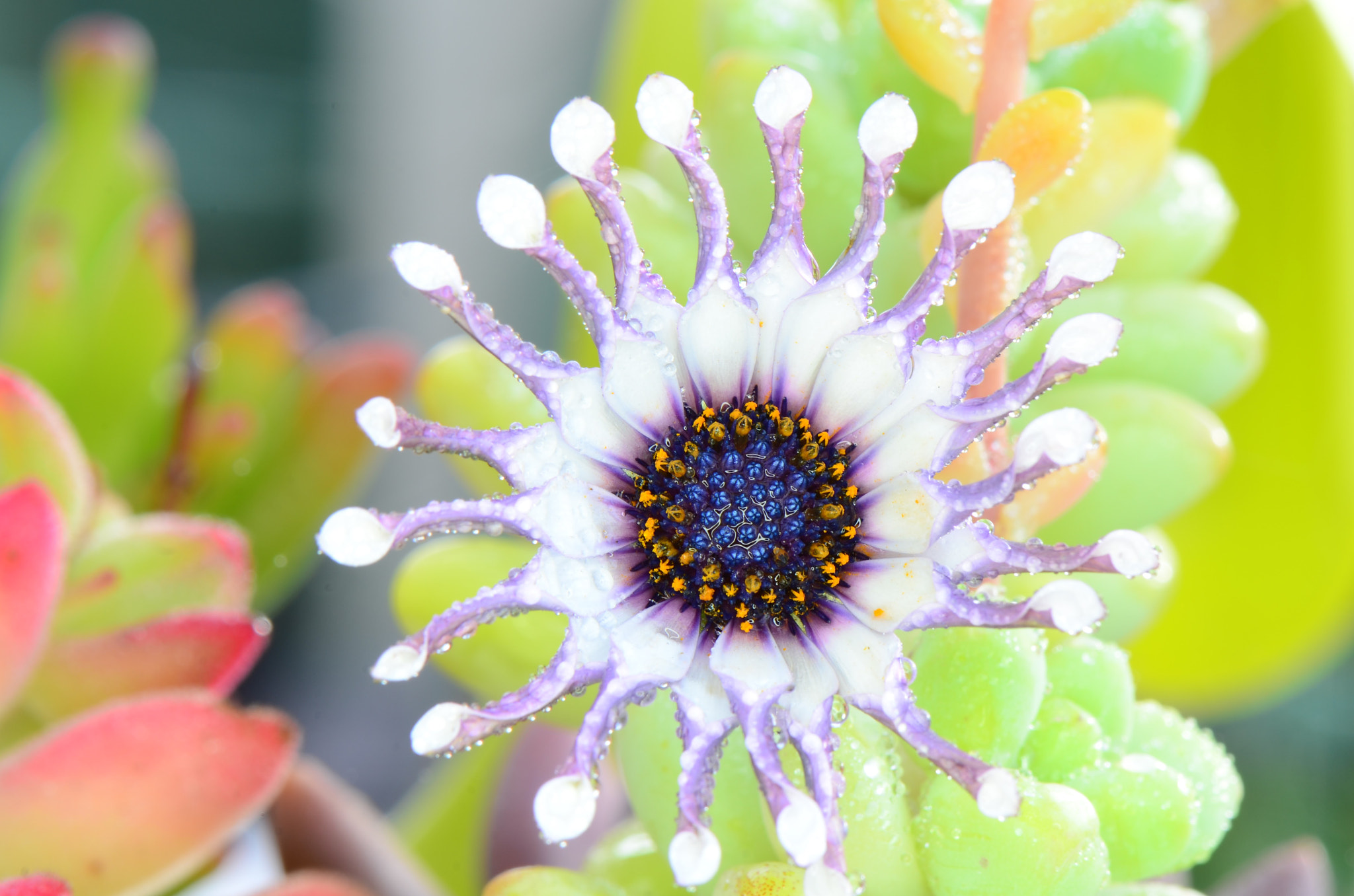 Nikon AF-S Micro-Nikkor 105mm F2.8G IF-ED VR sample photo. U veranu d'invernu photography