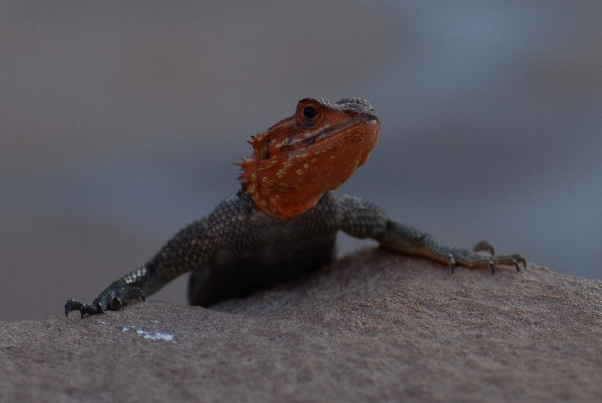 Nikon AF-S Micro-Nikkor 105mm F2.8G IF-ED VR sample photo. Looking for troubles? photography