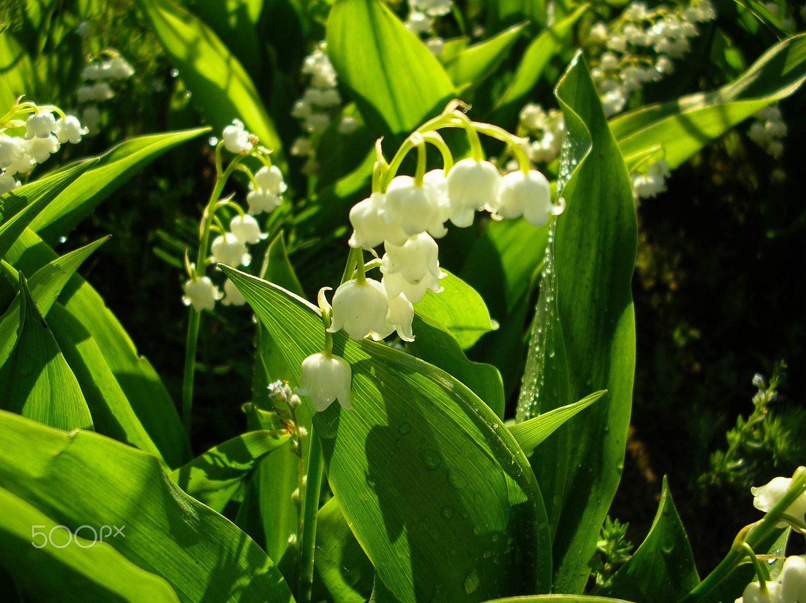 Nikon E4100 sample photo. Morning flowers photography