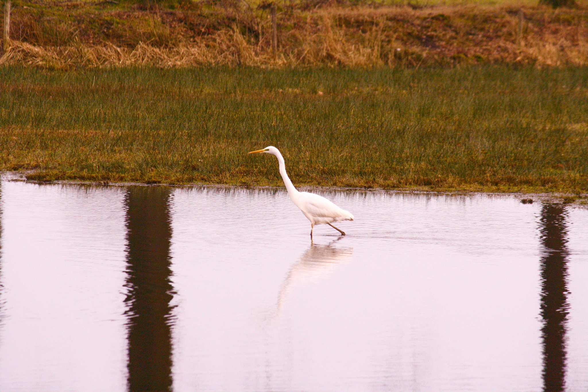 Canon EF-S 55-250mm F4-5.6 IS sample photo