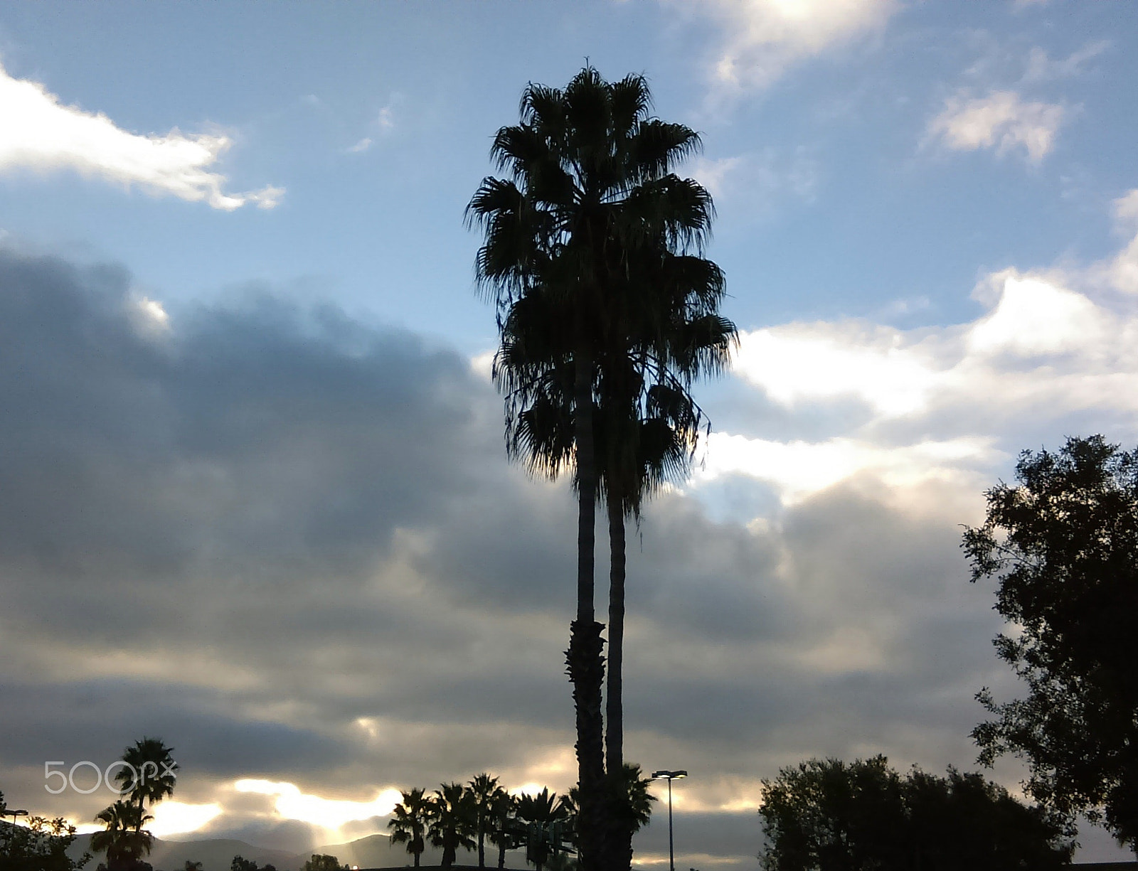 HTC DESIRE 510 sample photo. Fronds at dawn photography