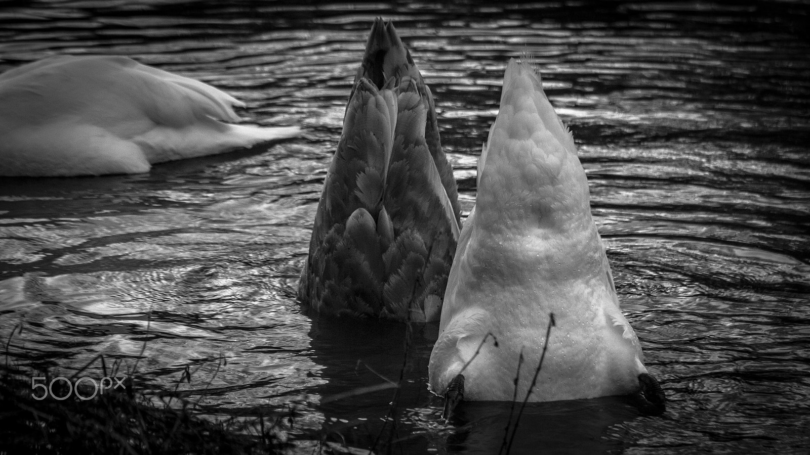 Tamron SP 35mm F1.8 Di VC USD sample photo. Head down, arse up, keep going photography