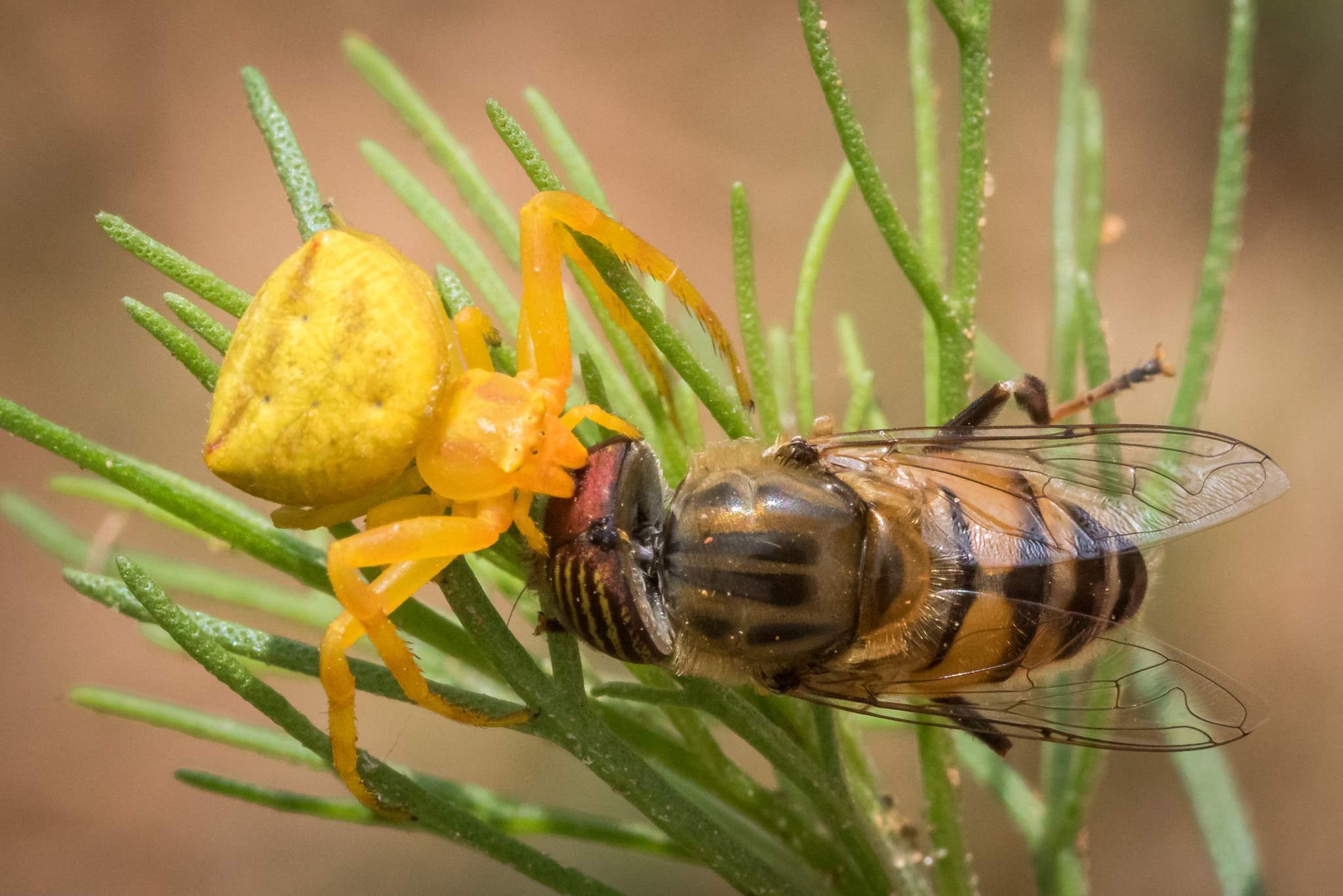 Canon EF 100mm F2.8 Macro USM sample photo. Circle of life photography