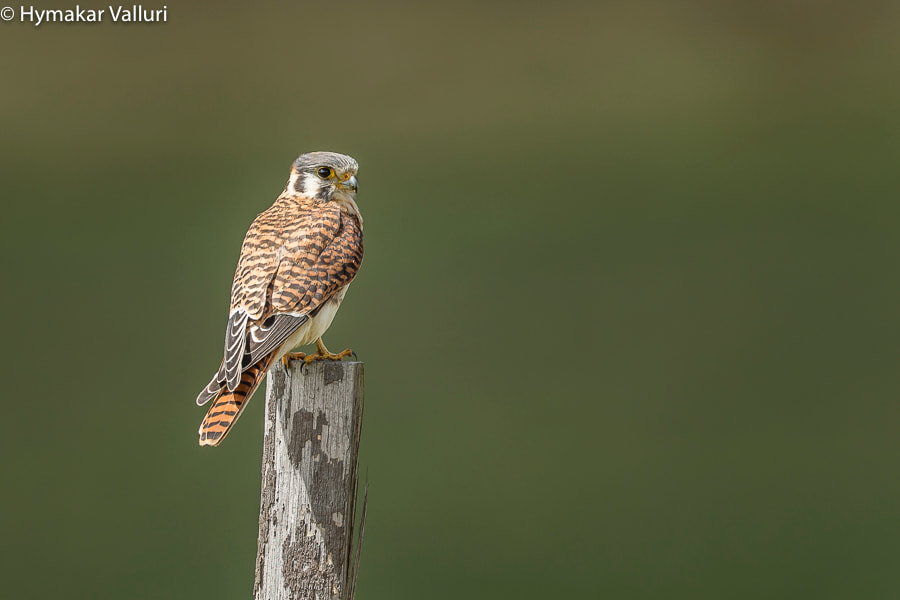 Canon EF 500mm F4L IS II USM sample photo. American kestrel photography