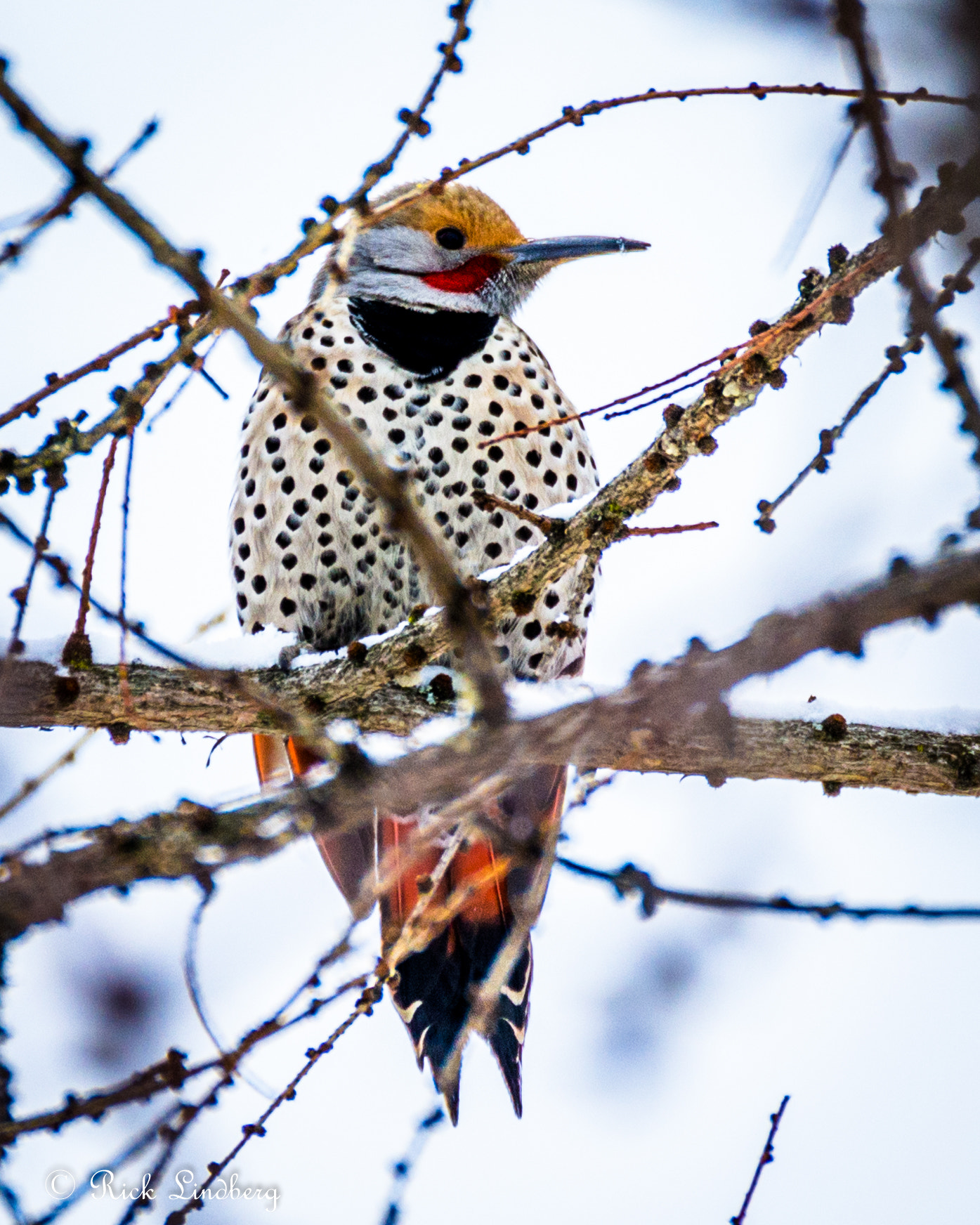 Pentax K-5 sample photo. Flicker photography