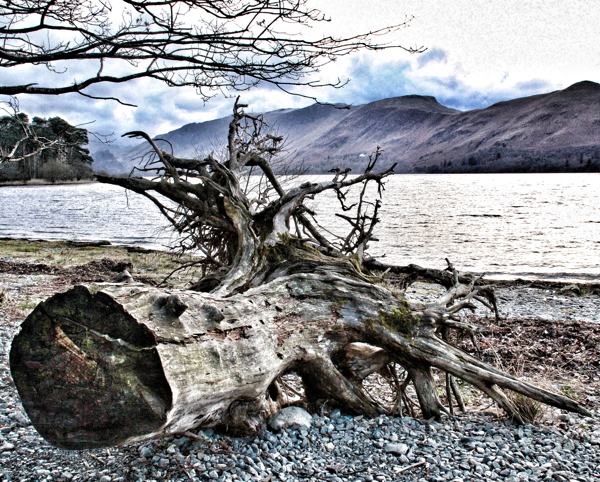 Canon EF-S 18-200mm F3.5-5.6 IS sample photo. Fallen tree photography