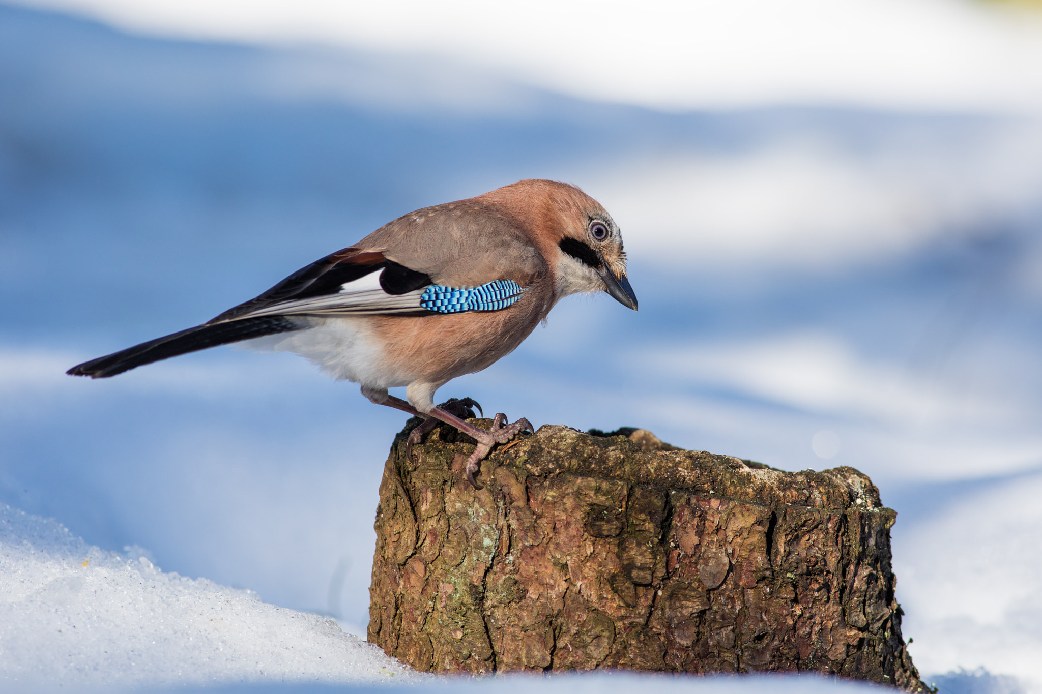 Canon EF 400mm F5.6L USM sample photo. Sojka obecná (garrulus glandarius)

 photography