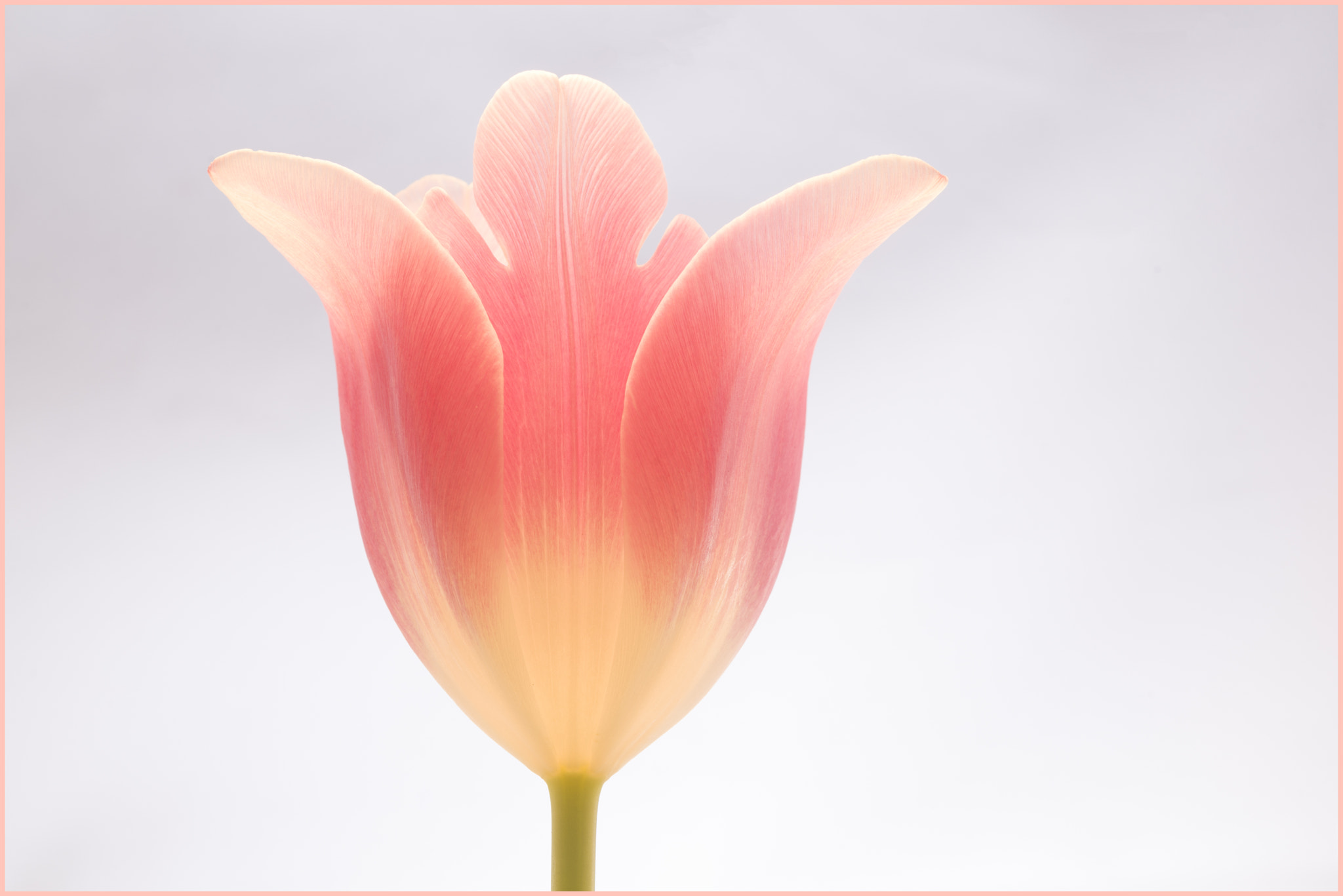 Tokina AT-X Pro 100mm F2.8 Macro sample photo. To be even more delicate photography