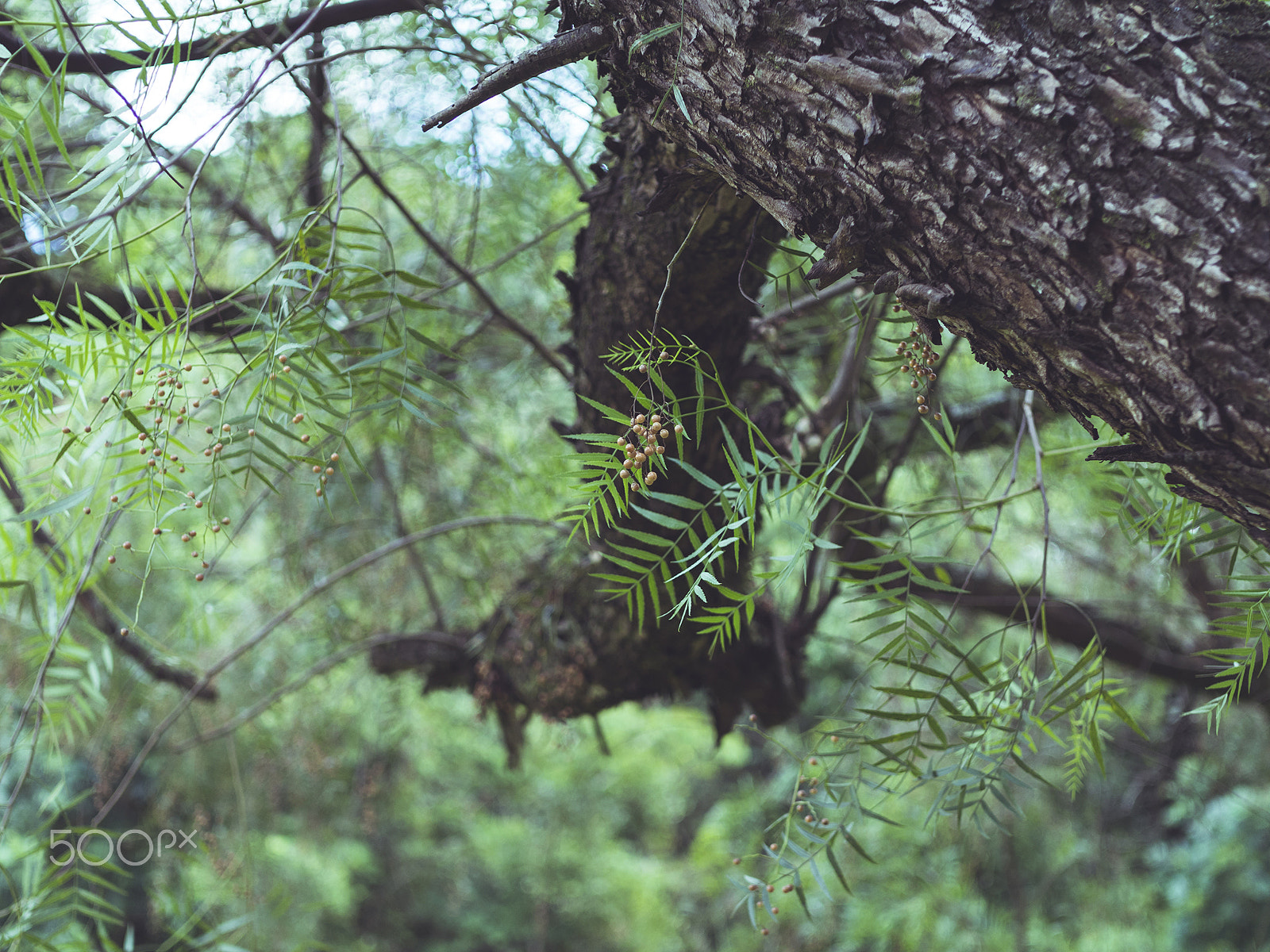 Sigma 30mm F2.8 DN Art sample photo. Branch. photography