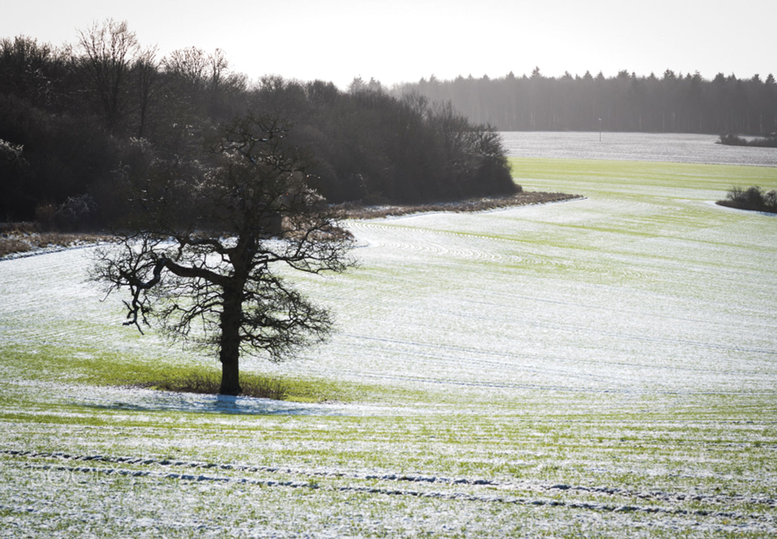 Nikon D5500 + Nikon AF-S Nikkor 85mm F1.8G sample photo. Field in the winter photography