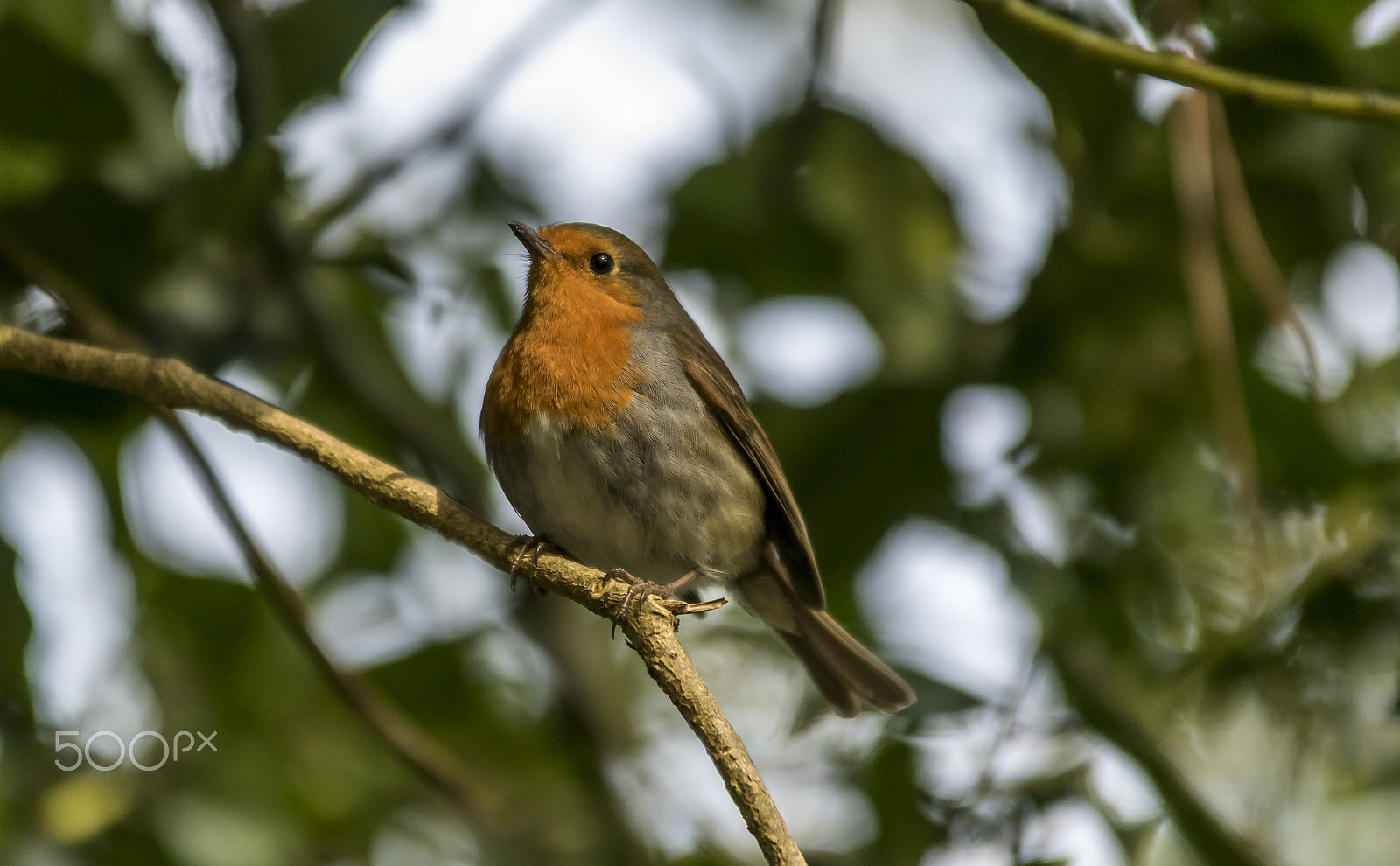Sigma 70-200mm F2.8 EX DG OS HSM sample photo. Robin photography