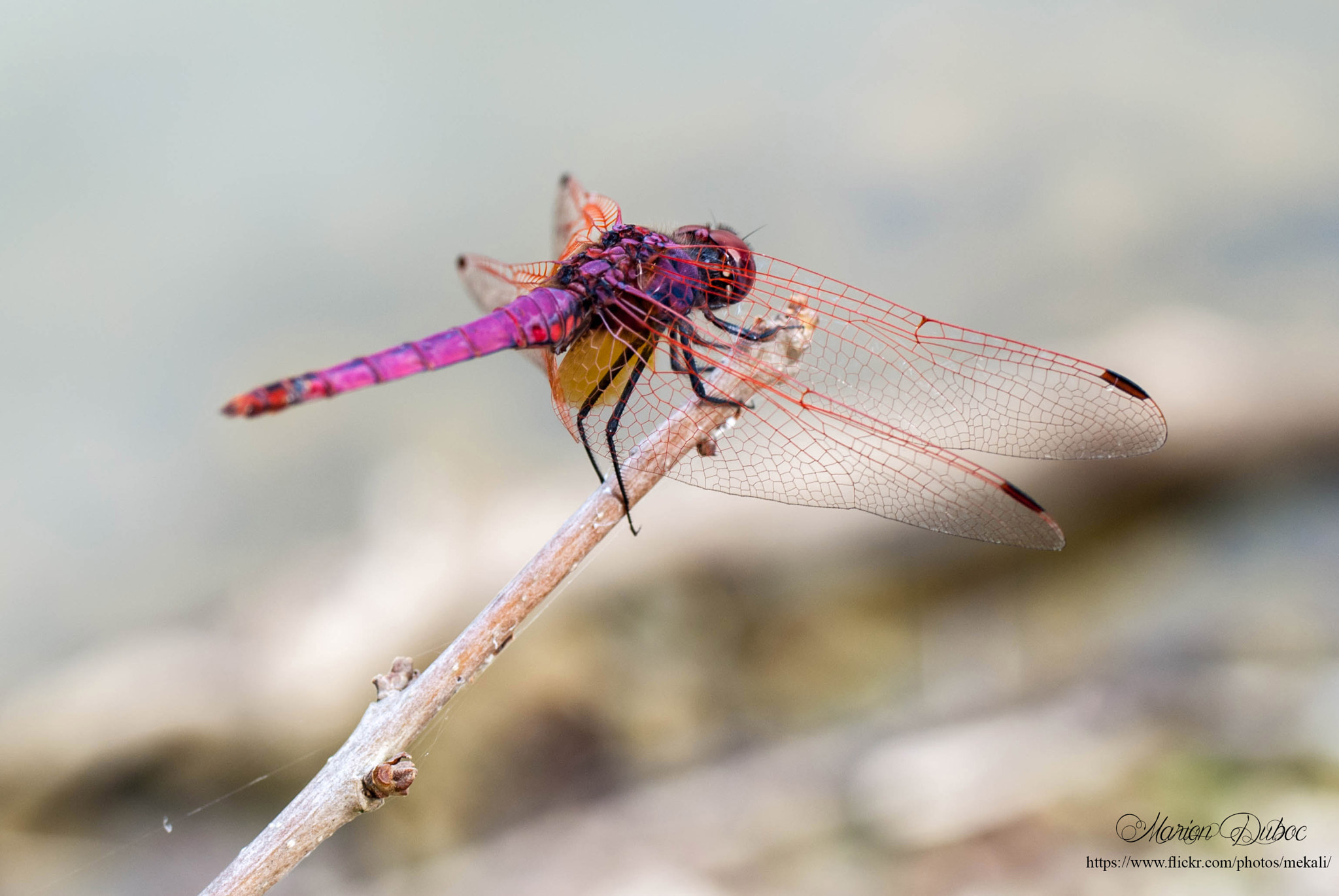 Nikon D80 + Sigma 50mm F2.8 EX DG Macro sample photo. Dragonfly photography